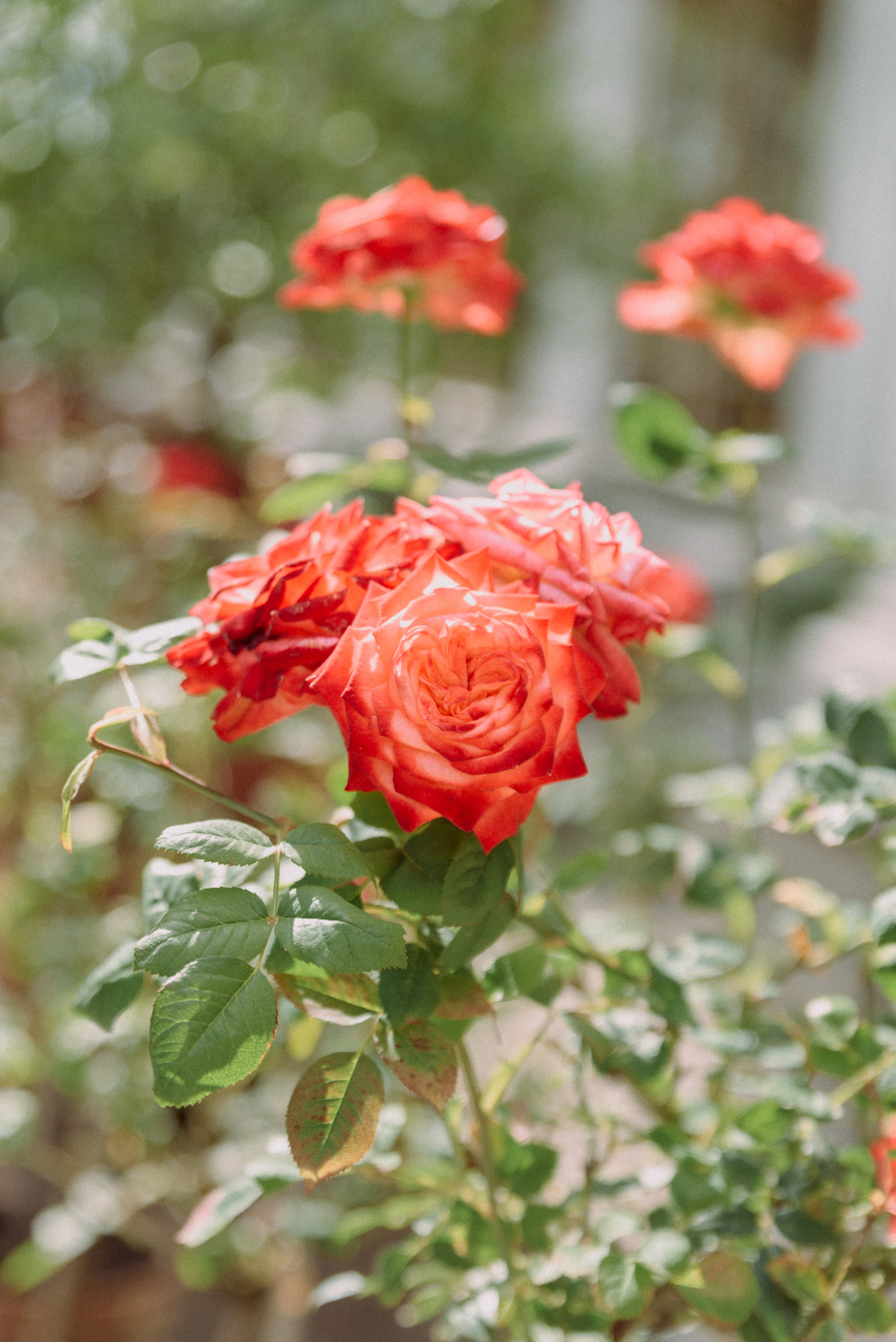 Оля+Дима. Фотограф в Санкт-Петербурге Юлия Стехова