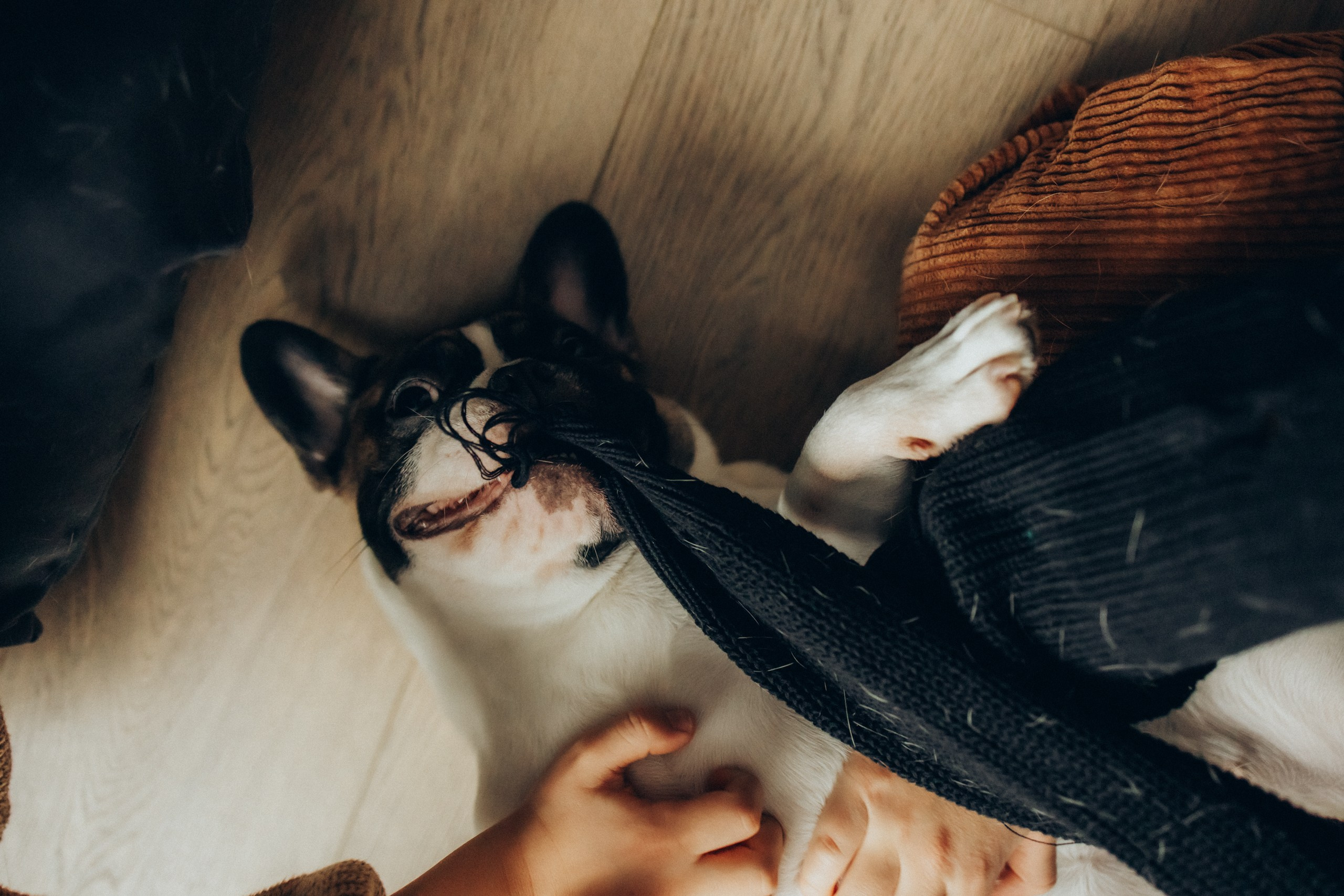 Руслан, Тимур и Луна. Семейный фотограф Москва