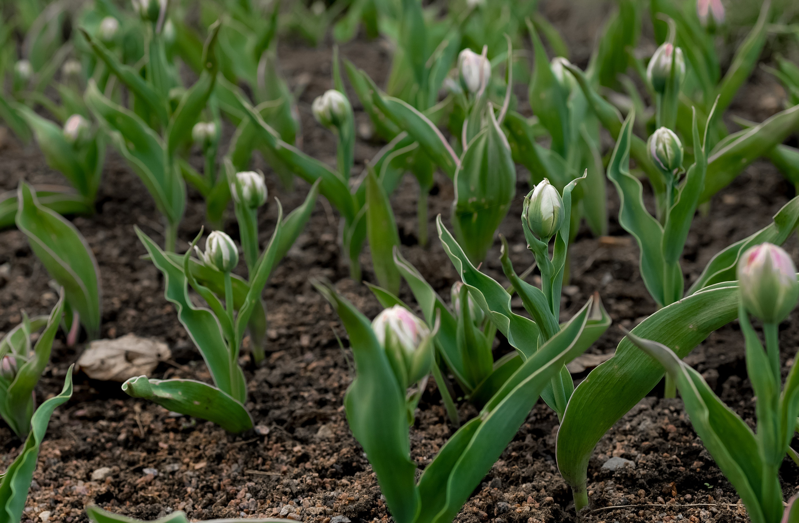 L @ T. Свадебный фотограф в Москве