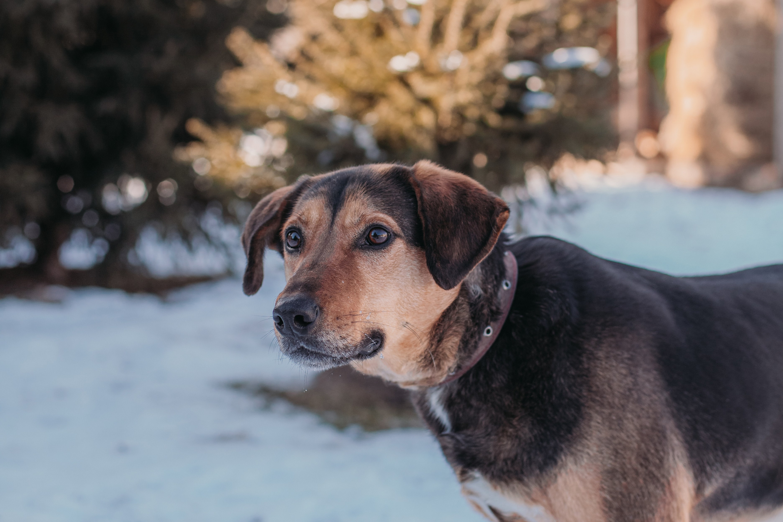 Фотосессии животных. Детский фотограф, фотограф-анималист