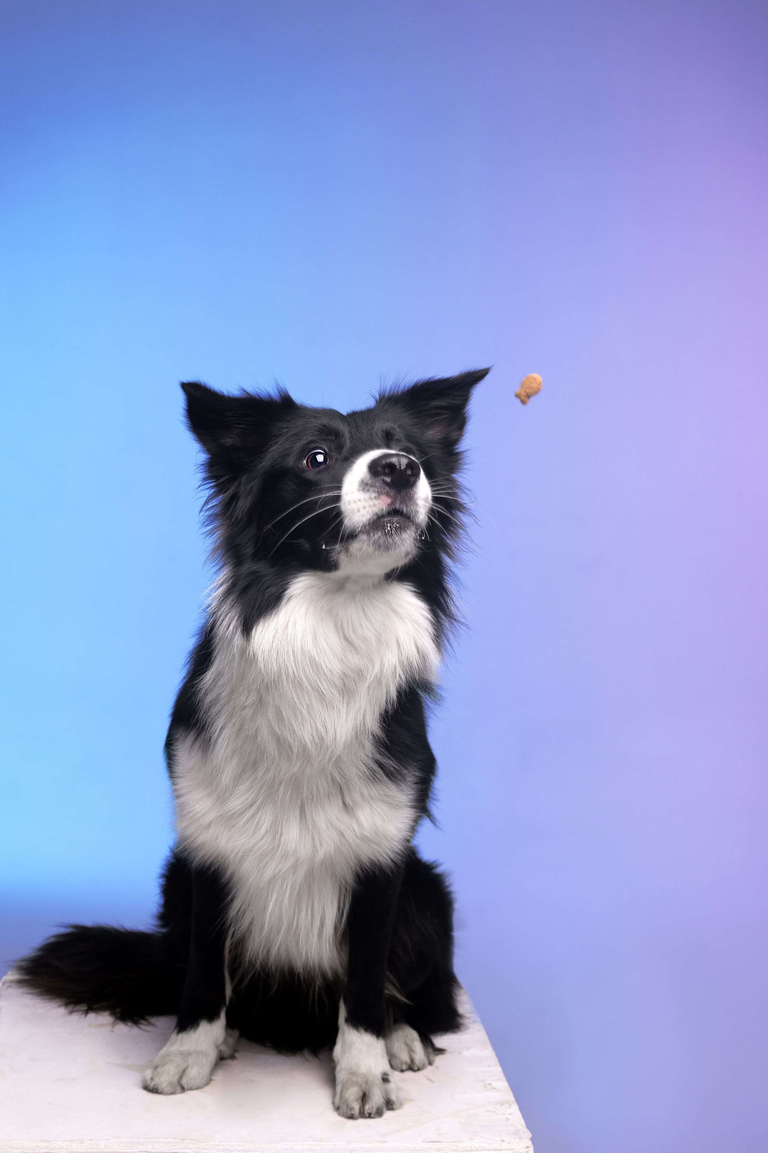 Неон. Фотограф анималист Кристина Карпова, Москва