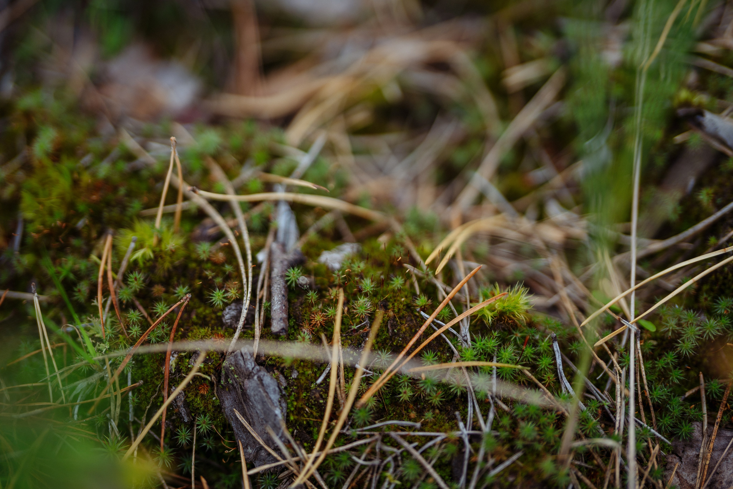 СБЕР · ЭКА · Посадка сеянцев. Владимир Вершинин, тот самый свадебный видеограф