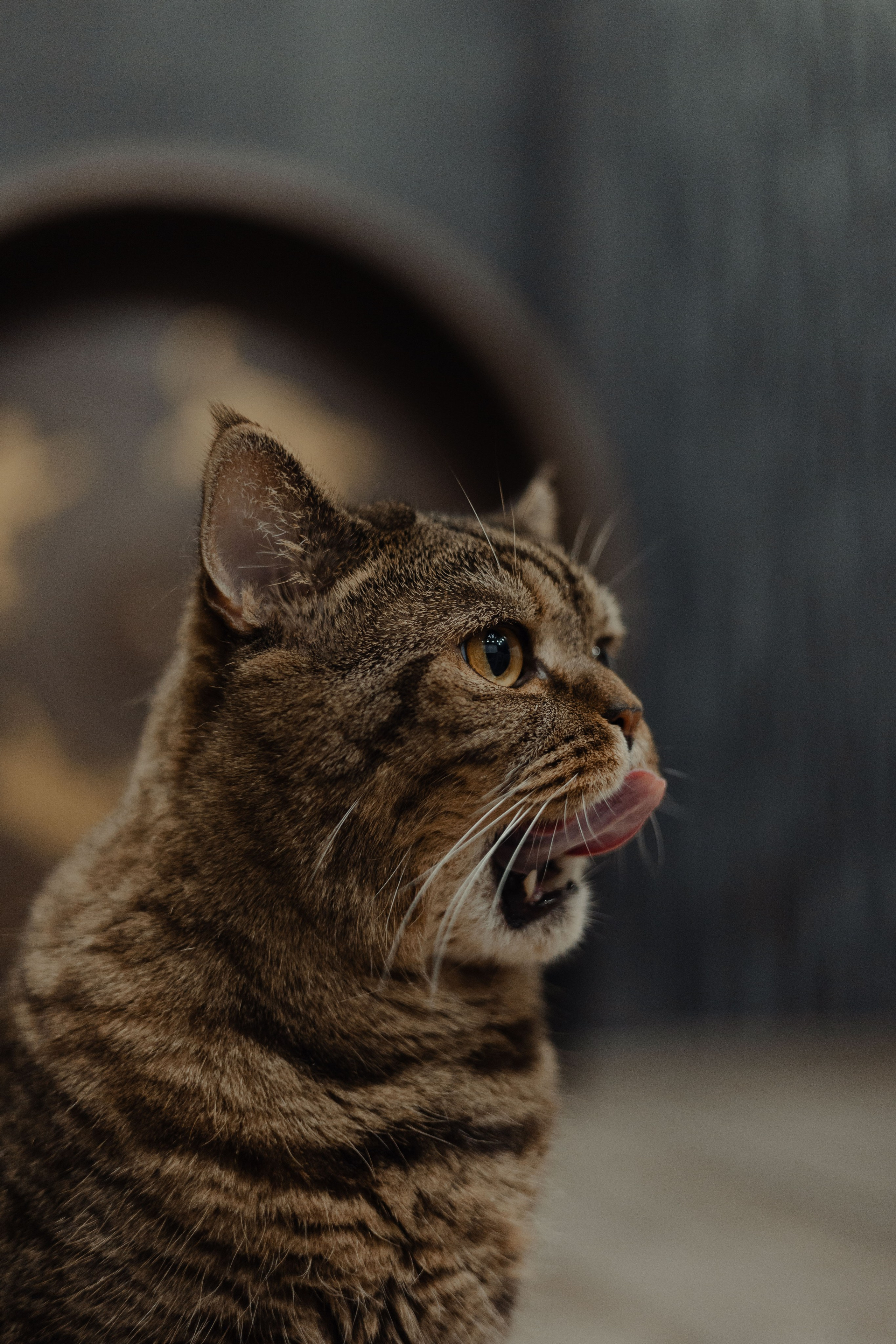 Иксик, Маффин и Надя. Фотограф Анималист Екатерина Справцева в Нижнем Новгороде