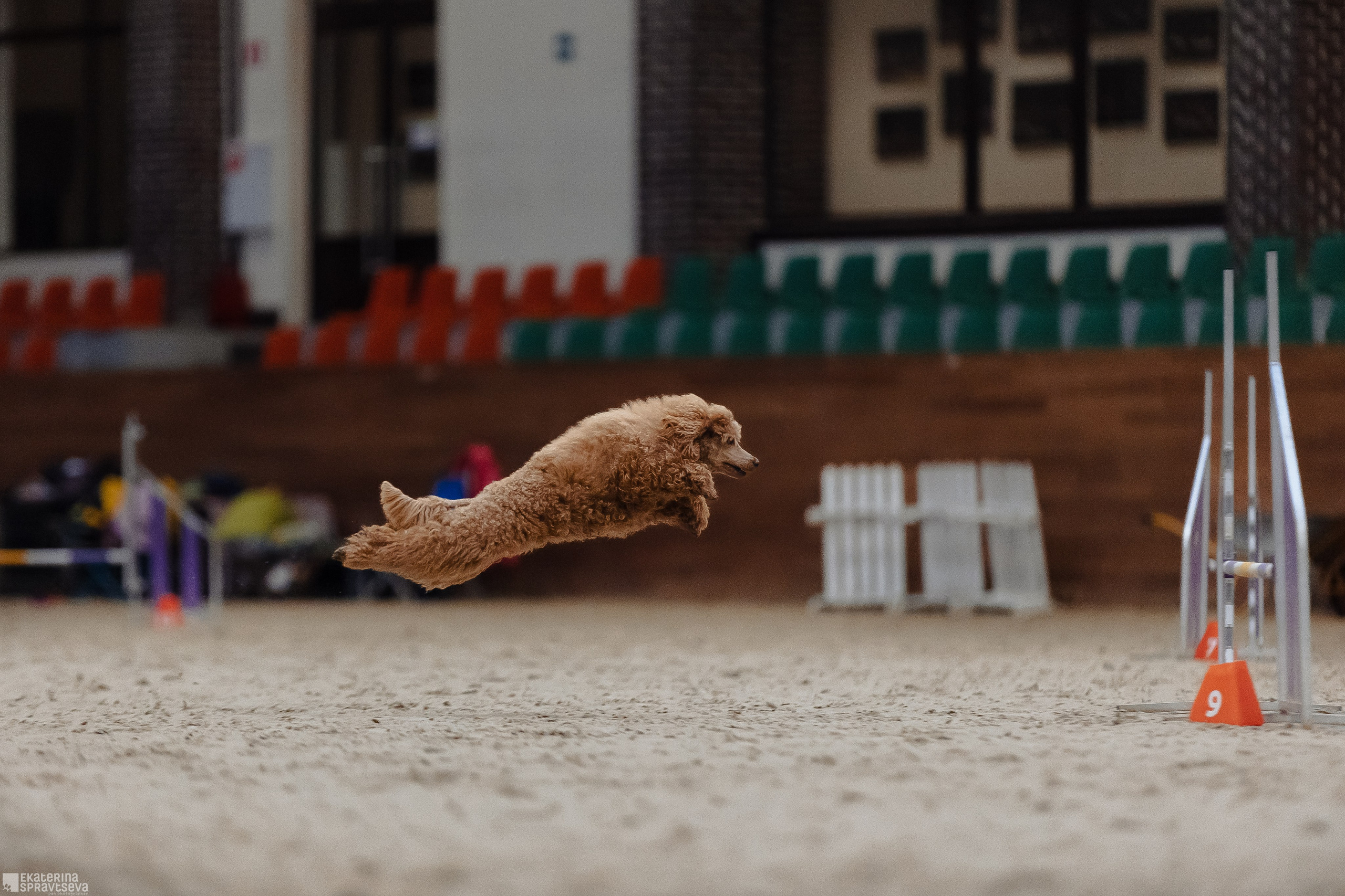 ЧРКФ Аджилити в Максима. Фотограф Анималист Екатерина Справцева в Нижнем Новгороде