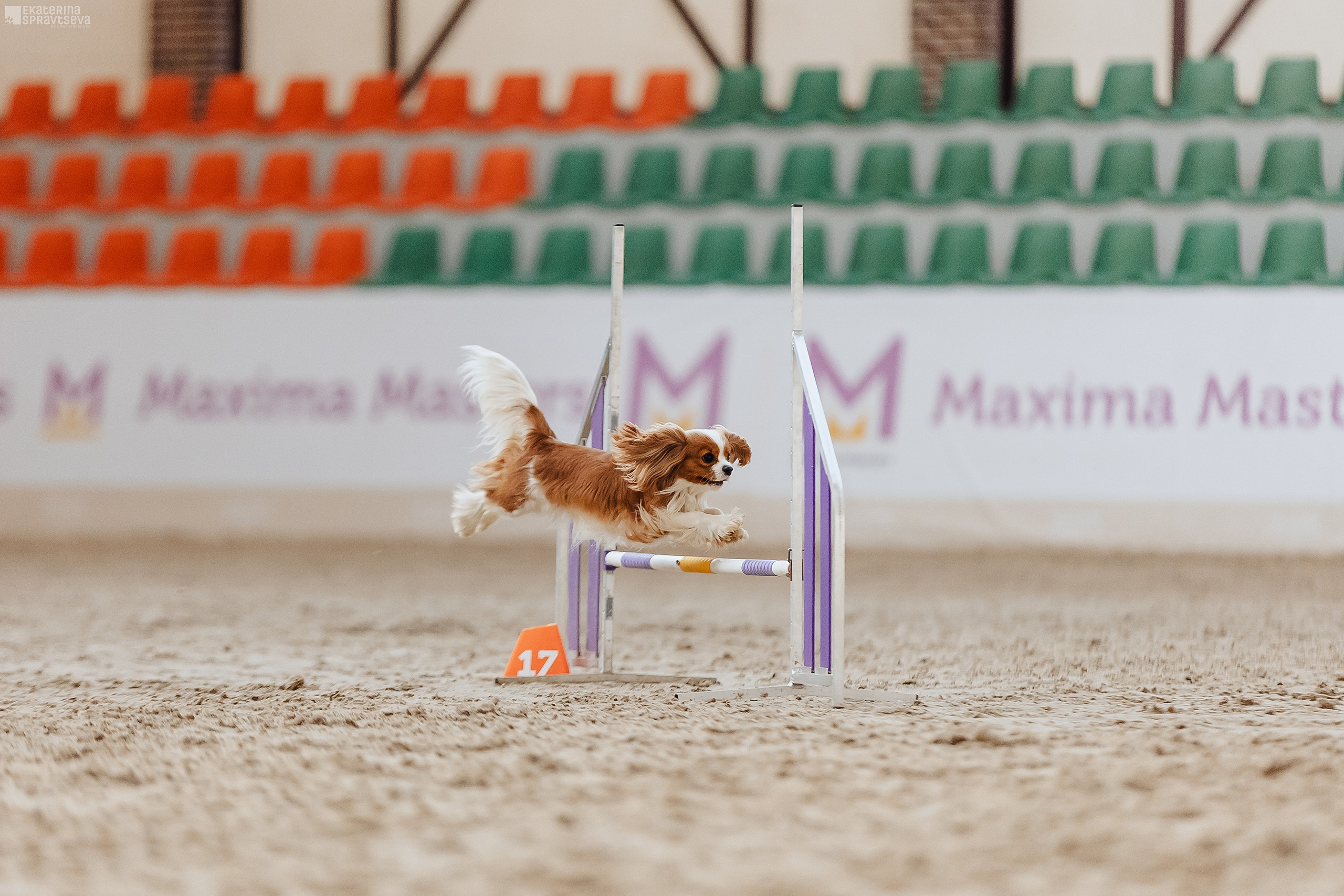 ЧРКФ Аджилити в Максима. Фотограф Анималист Екатерина Справцева в Нижнем Новгороде