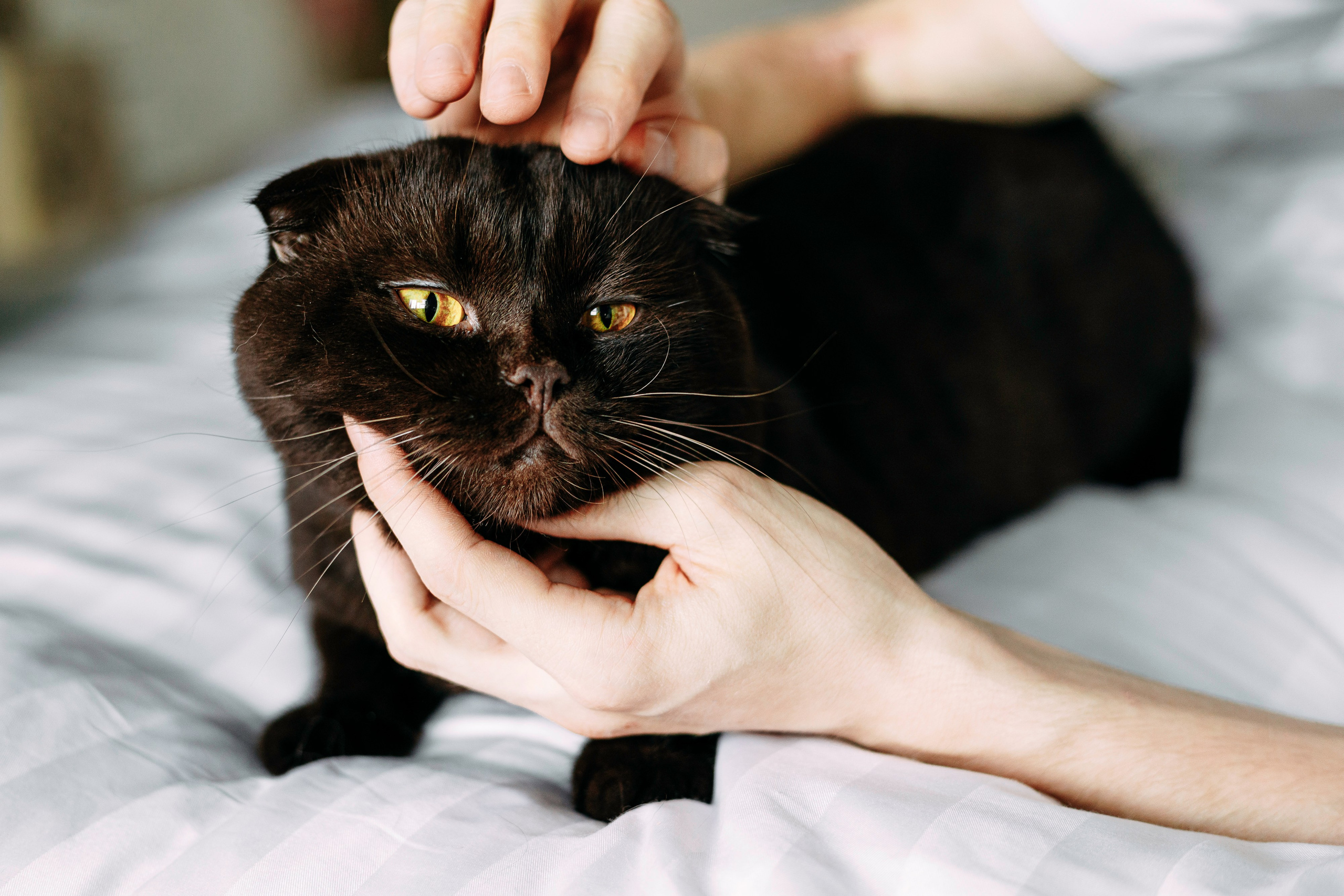 ИРА, САША И 5 КОШЕК