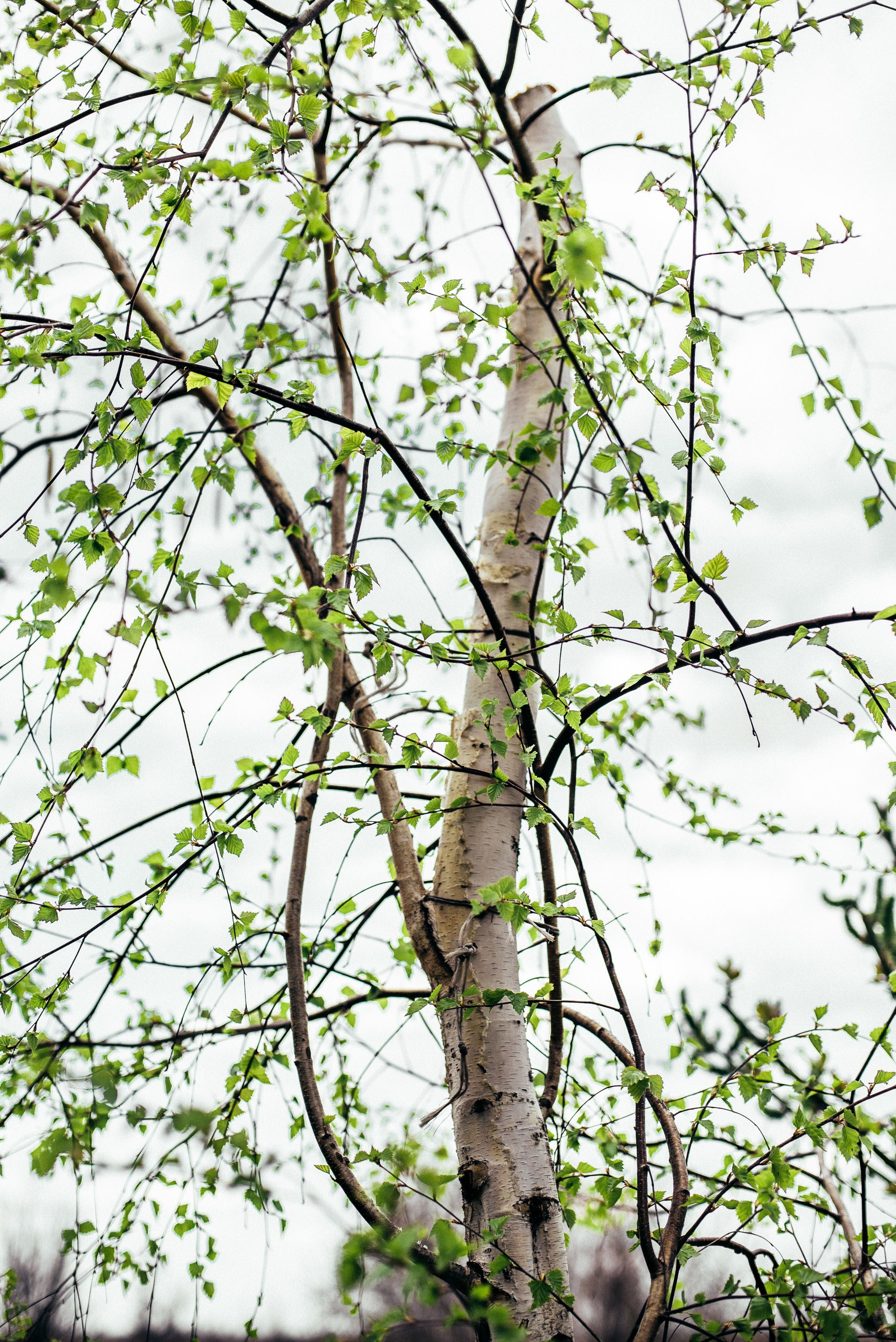 Цветы. Фотограф Анатолий Деникин