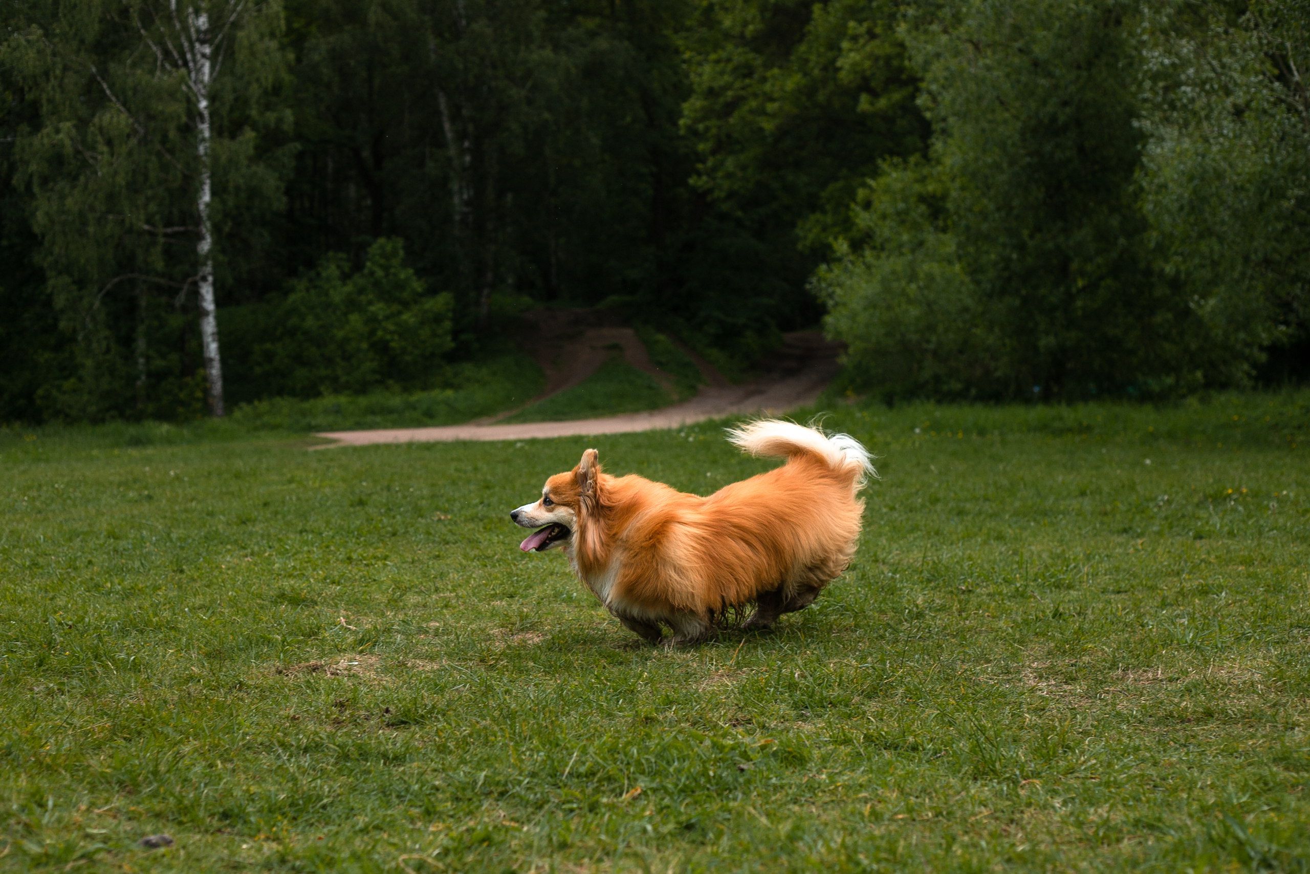 Фотосессия корги. Художественный фотограф в Санкт-Петербурге Елизавета Чева
