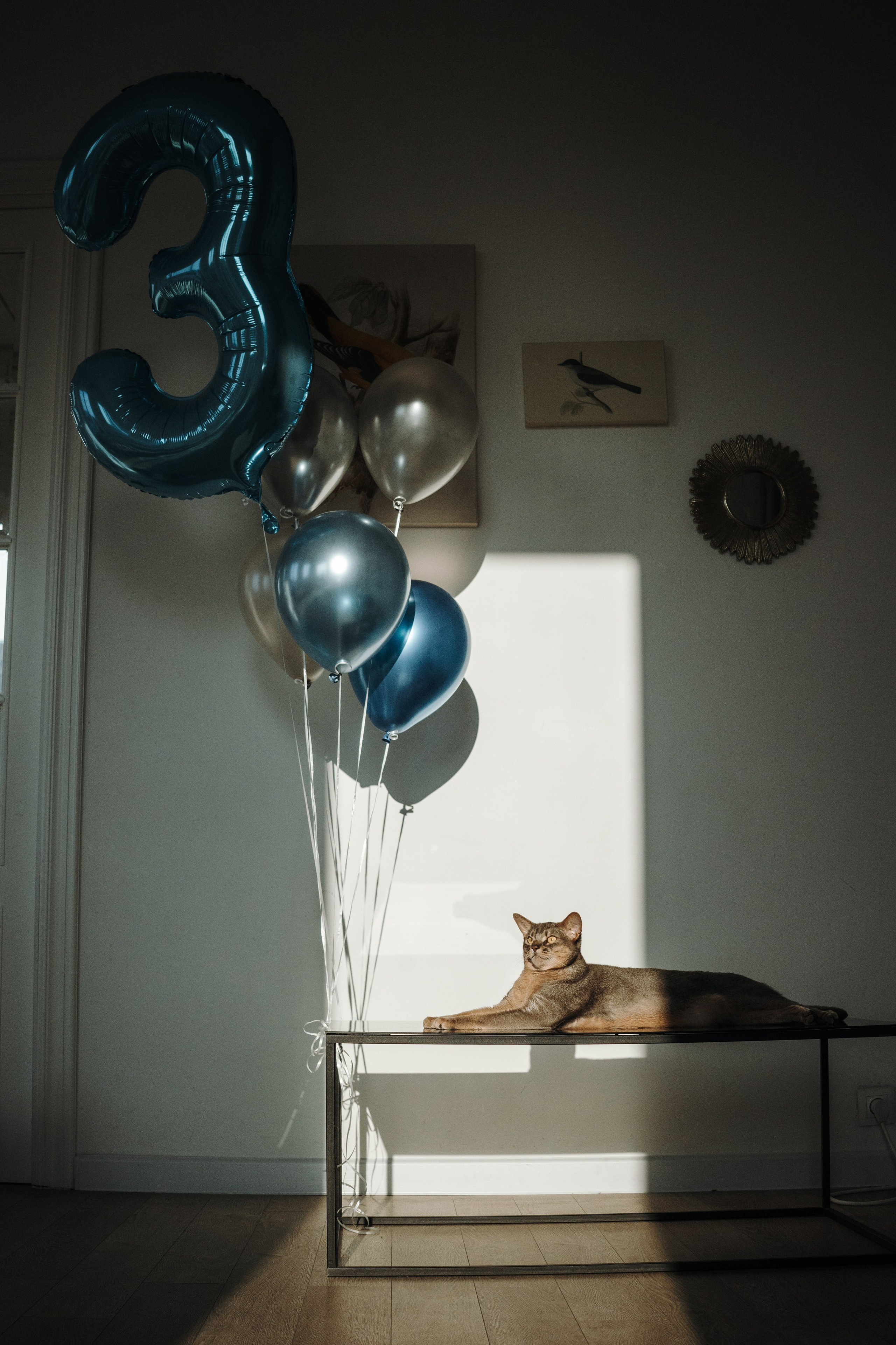 Циско и его семья. Фотограф — Анималист | Санкт-Петербург