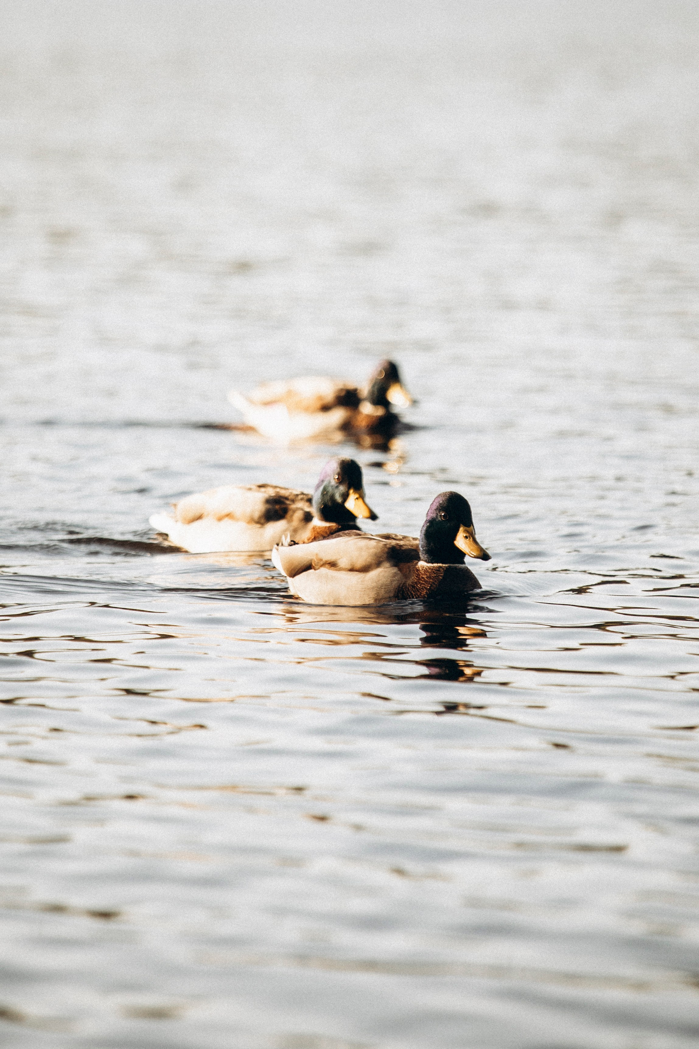 Оля и Мотечка. Фотограф — Анималист | Санкт-Петербург