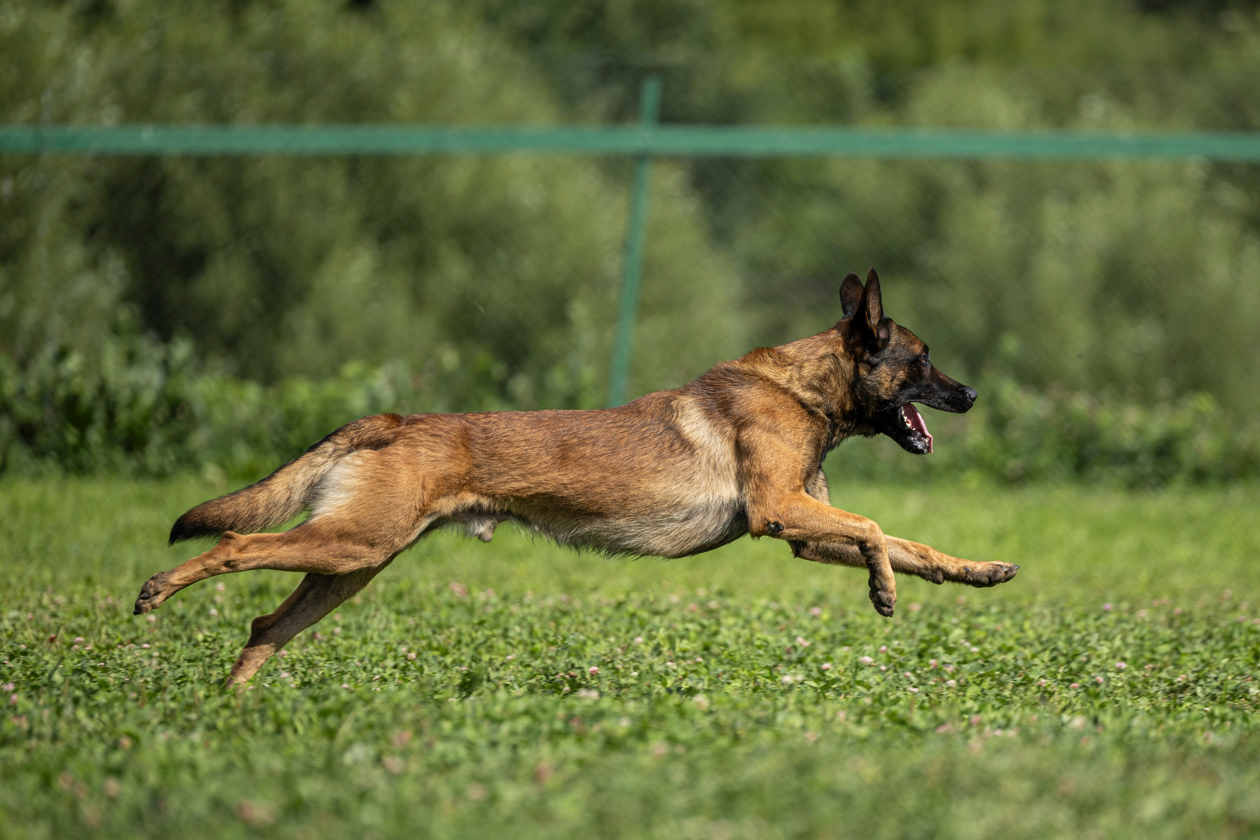 Соревнования по Мондьорингу г. Вологда 10-11.08.2024. Фотограф-анималист Анна Маринич