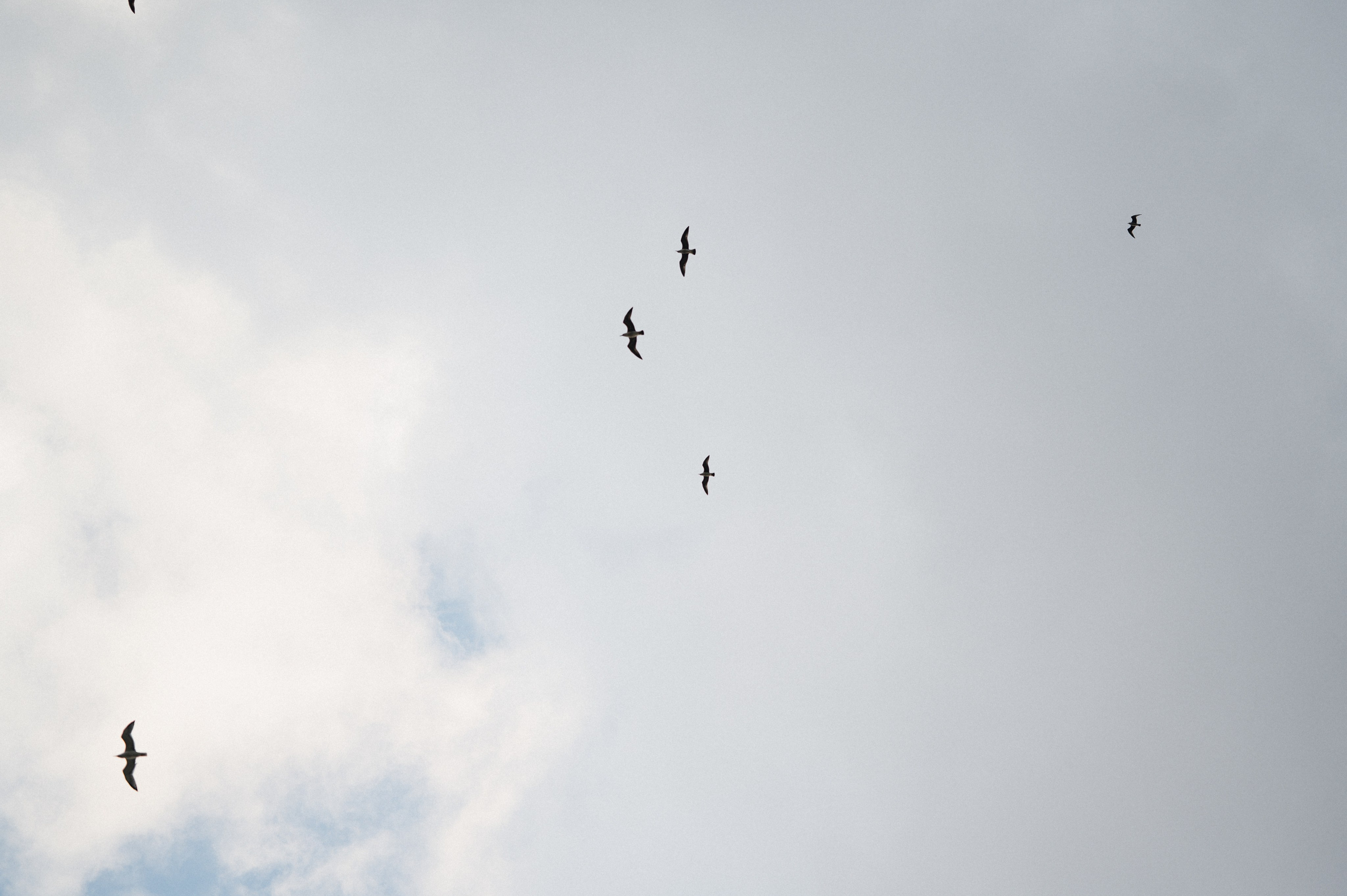 История любви Семёна и Елизаветы. Свадебный и семейный фотограф в Краснодаре Марина Стёпа