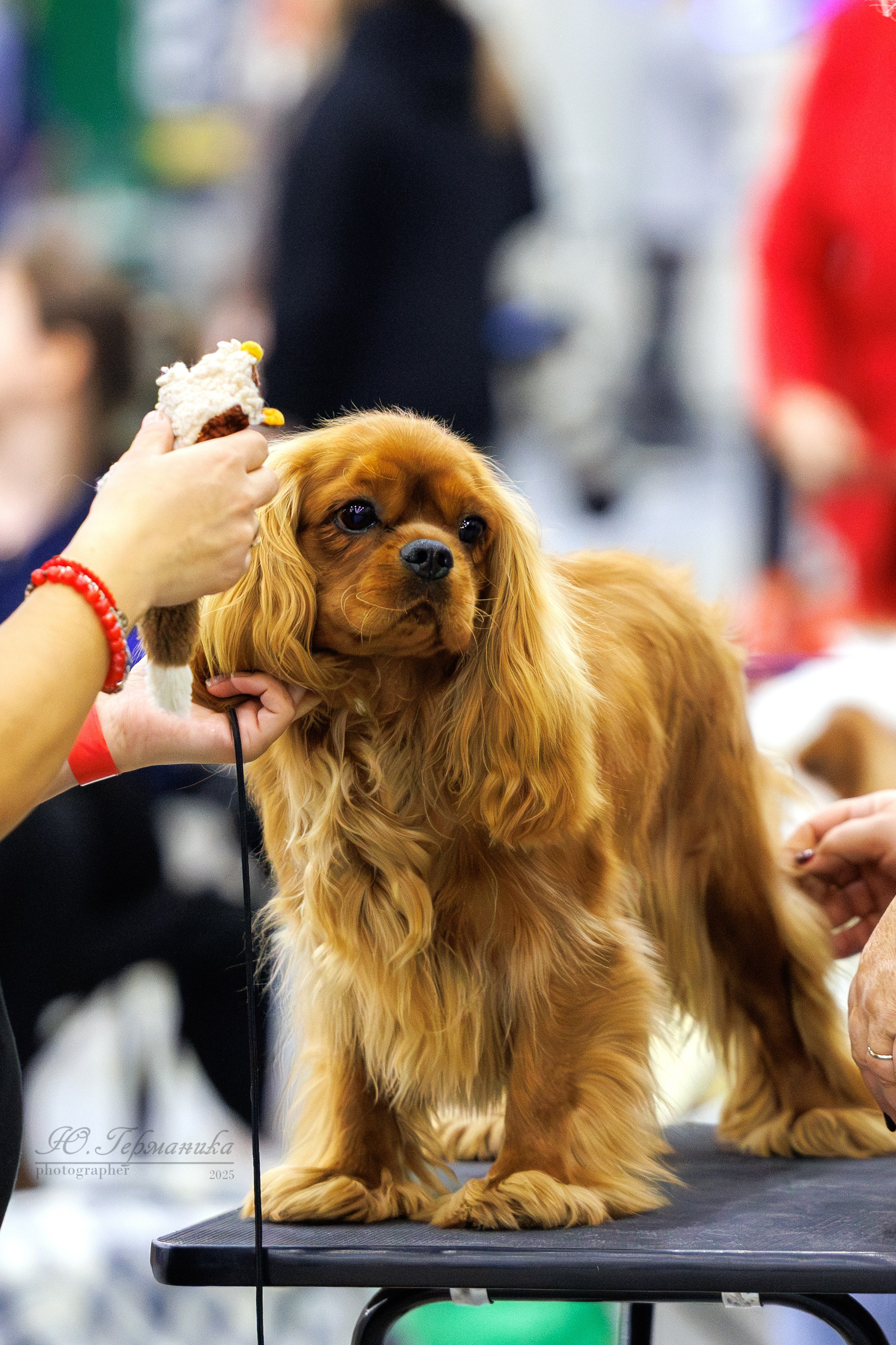 Питер 12-13.12.2025. Фотограф-анималист Юлия Германика