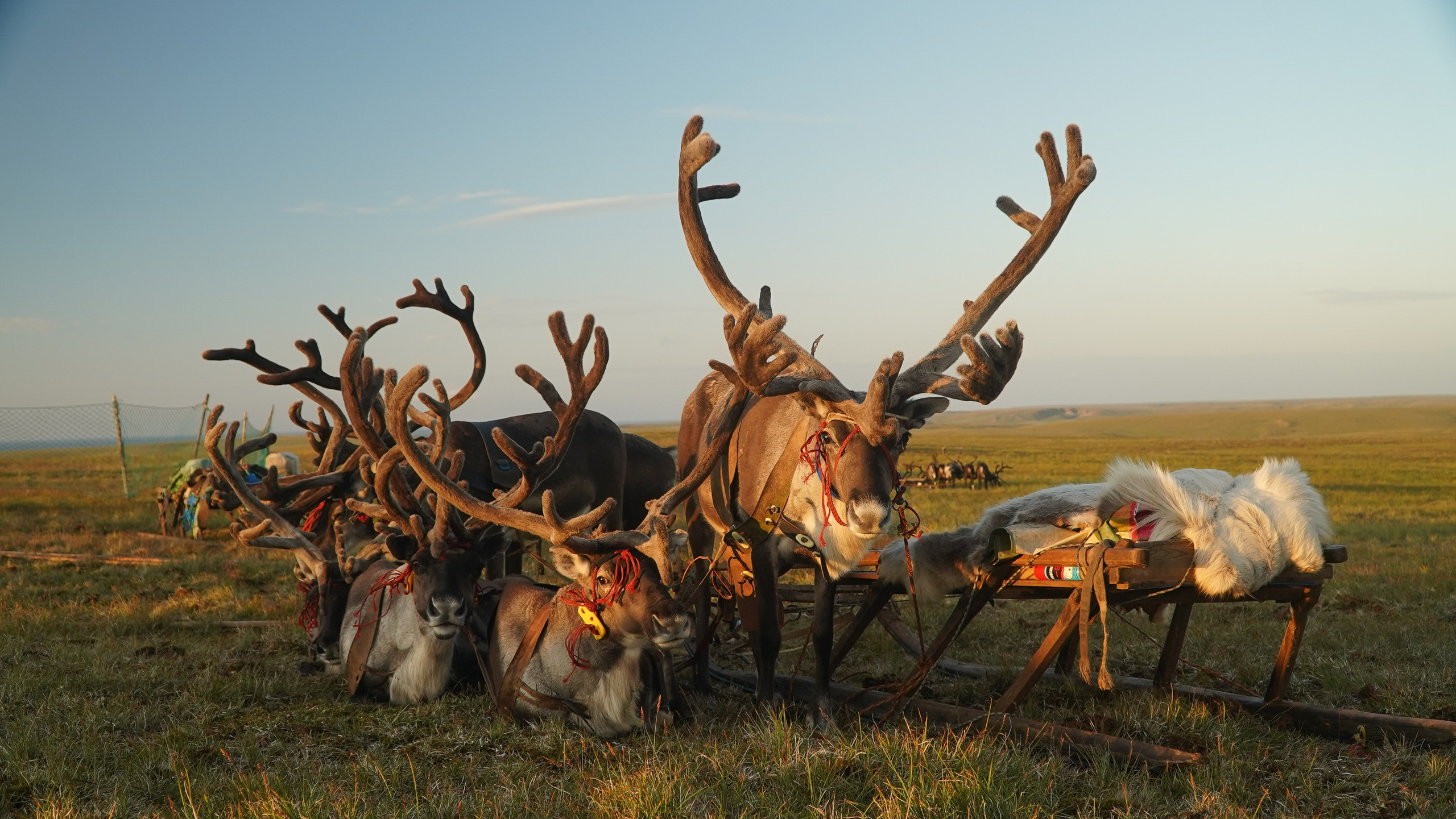 Амдерма — наука (2020 г.). Фотоальбом показывающий увлекательный мир авиации и мир медведей Андрея Иванова