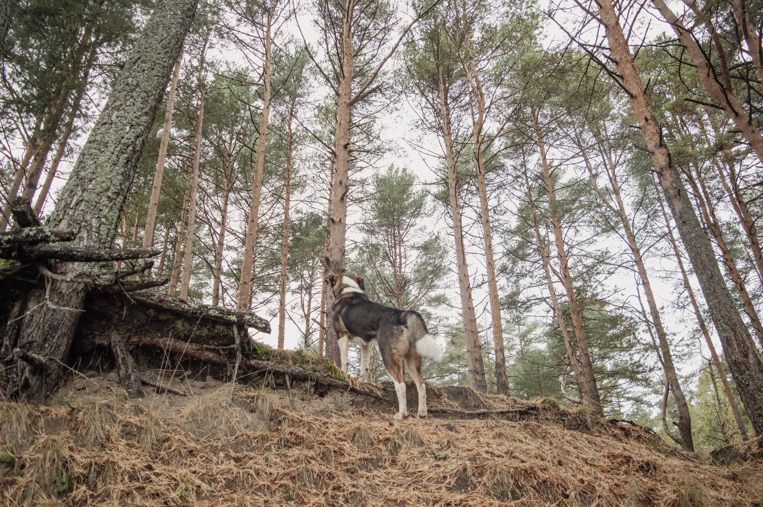 Weekend в лесу. Фотограф Анастасия Лощакова в Москве