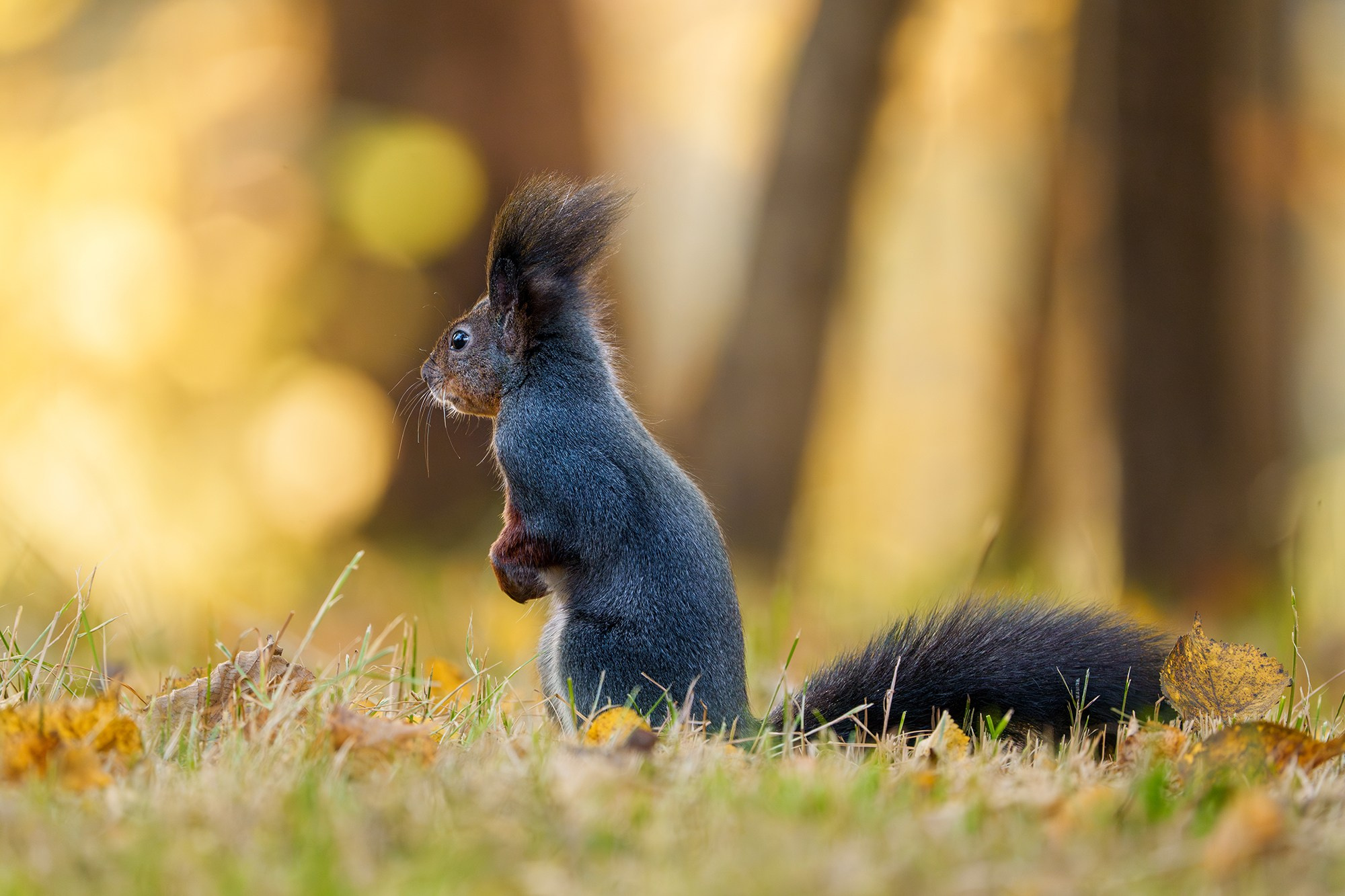 Животные. Ваш личный фотограф Марина Волкова