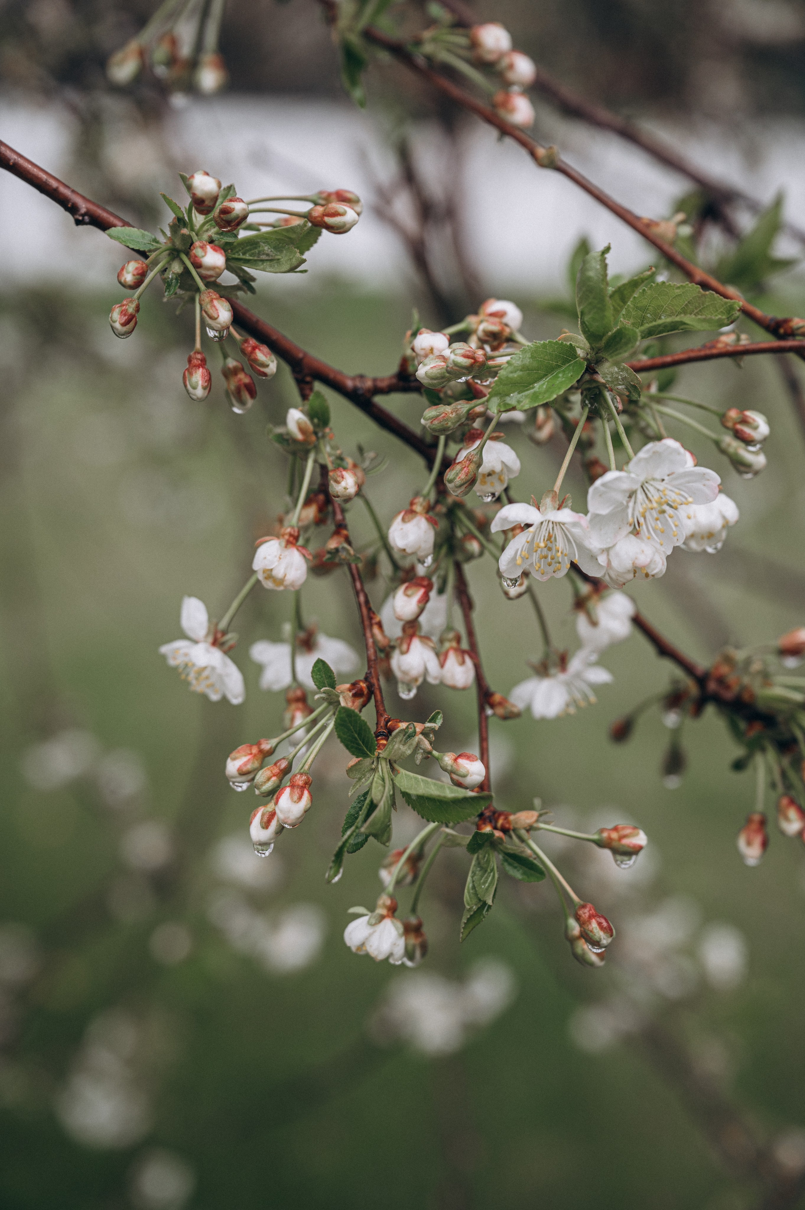 Вёшенская крещение Антонины. Фотограф Алёна Мил