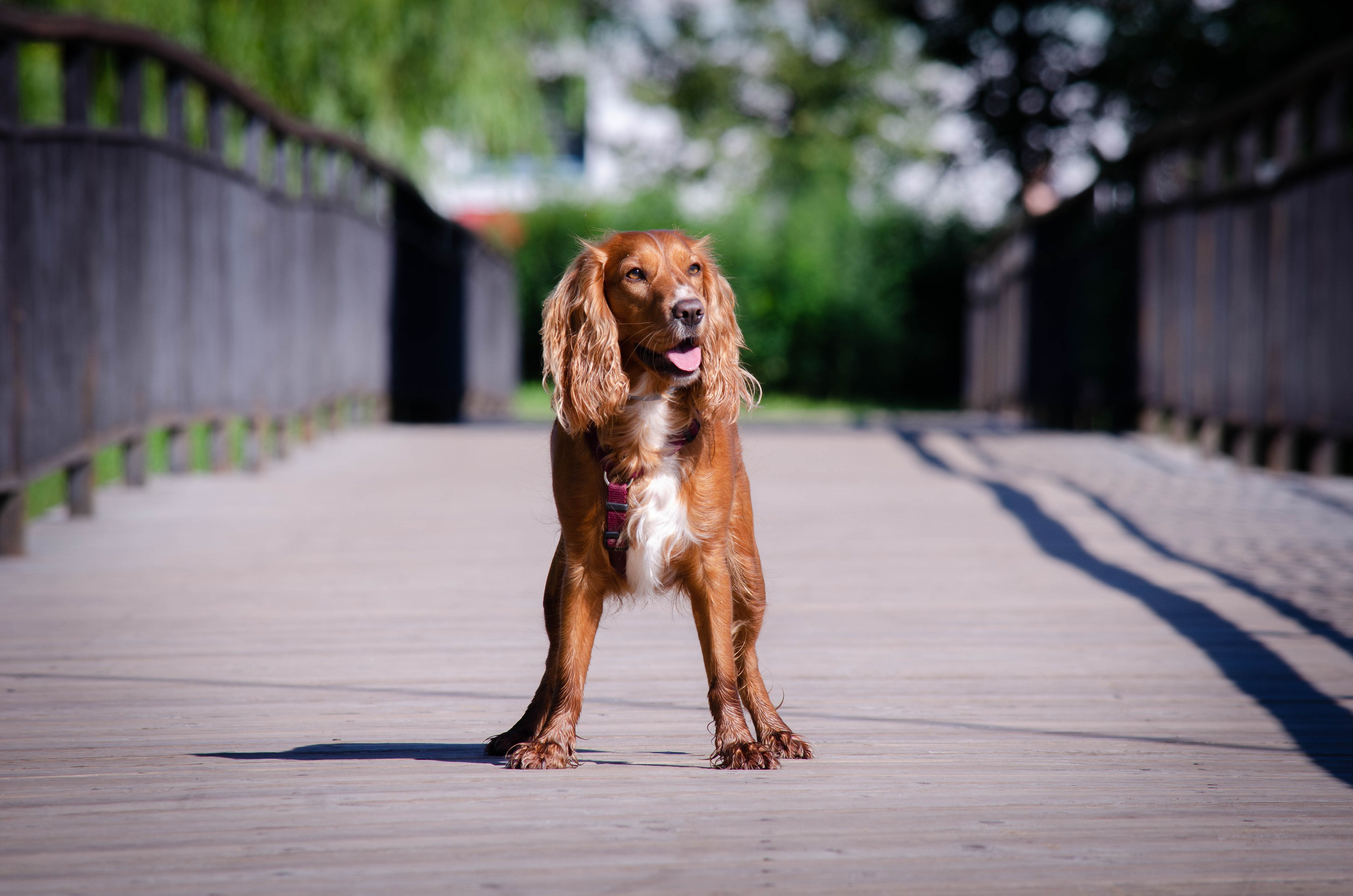 Джесси. Фотограф Светлана Блинова, Москва и Московская область