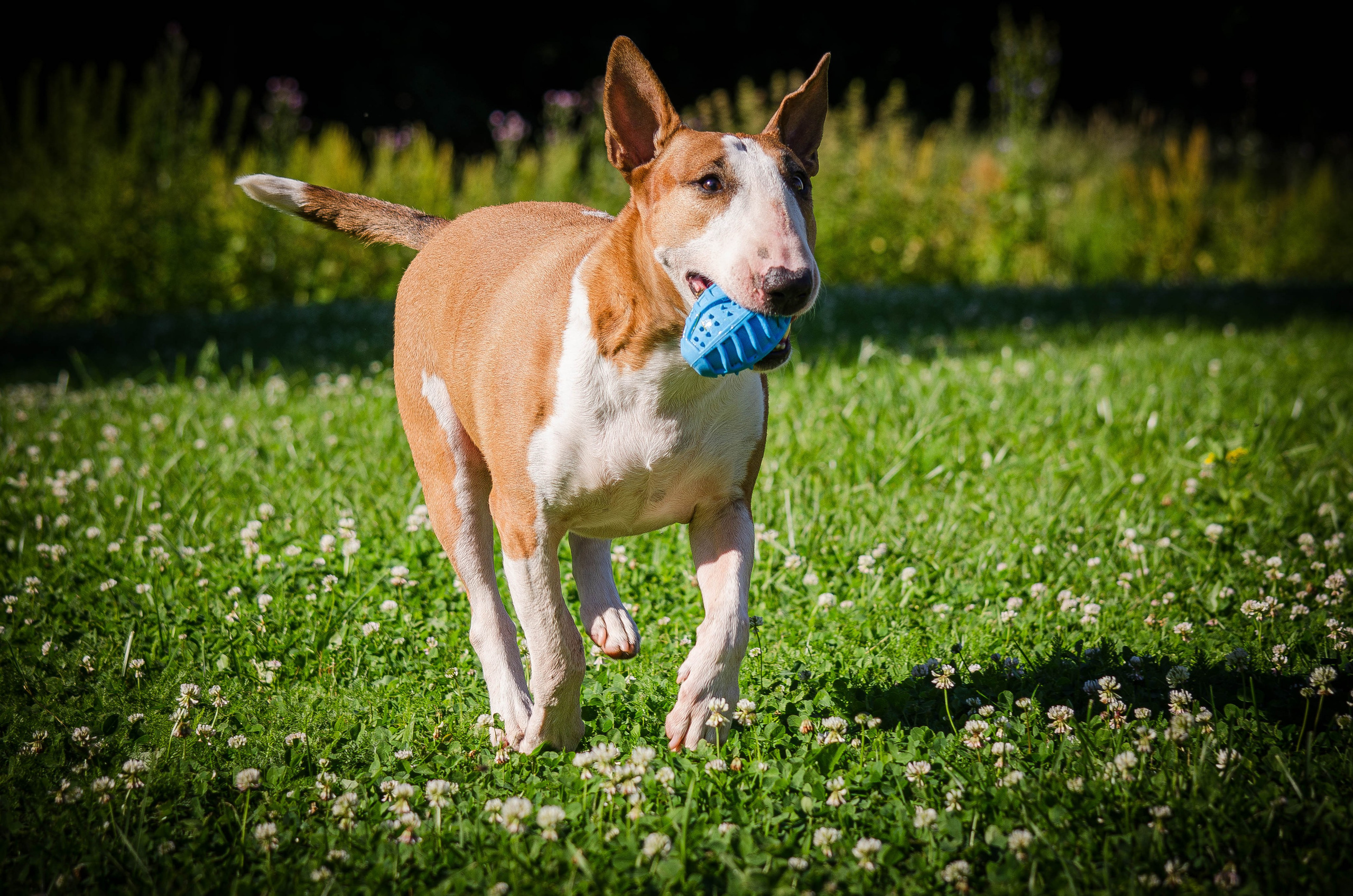 Пуля. Фотограф Светлана Блинова, Москва и Московская область