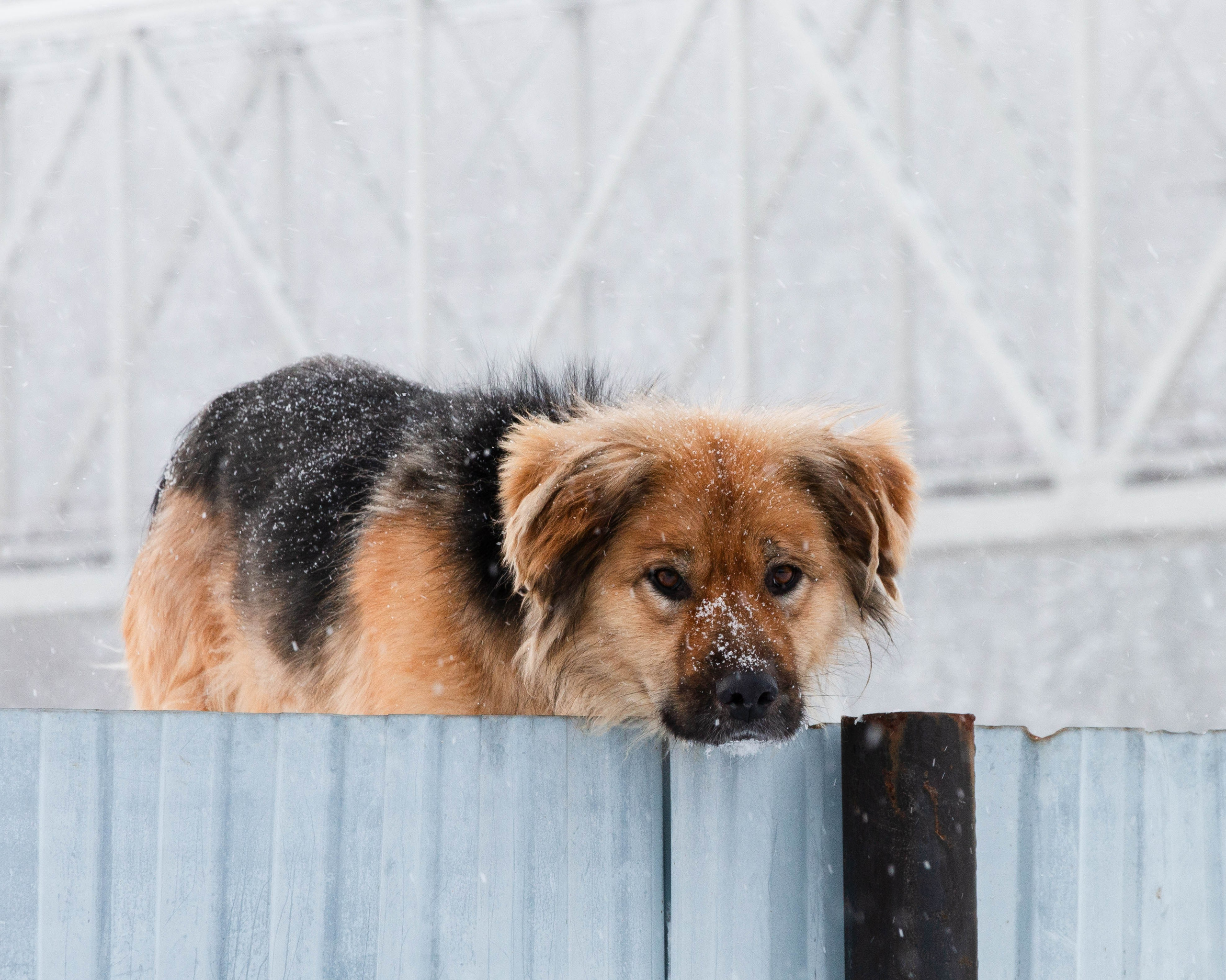 Посёлок Усьва. Собака на заборе. Зима