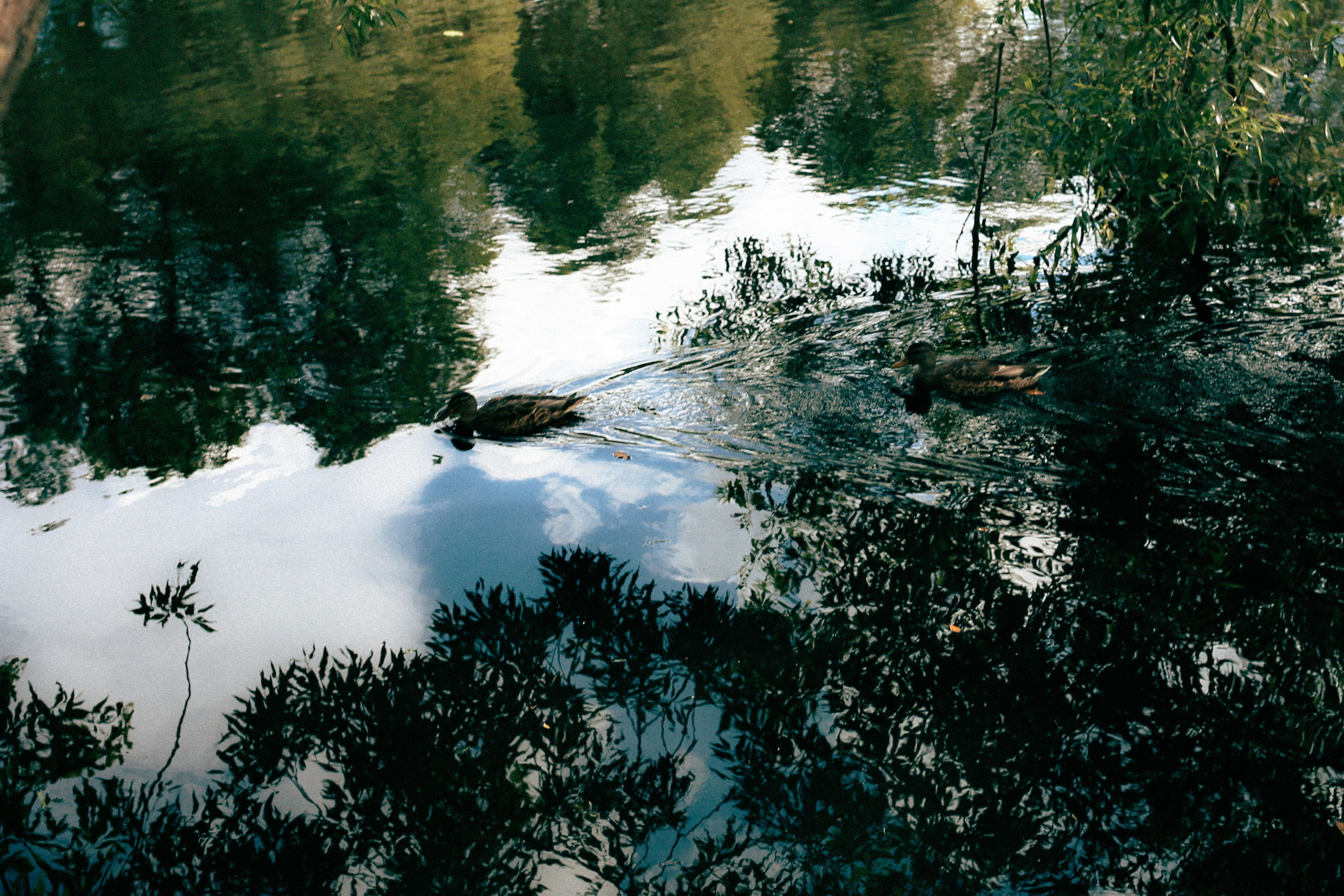 Walk. Валерия Трофимова ФОТОГРАФ|Санкт-Петербург |Крым