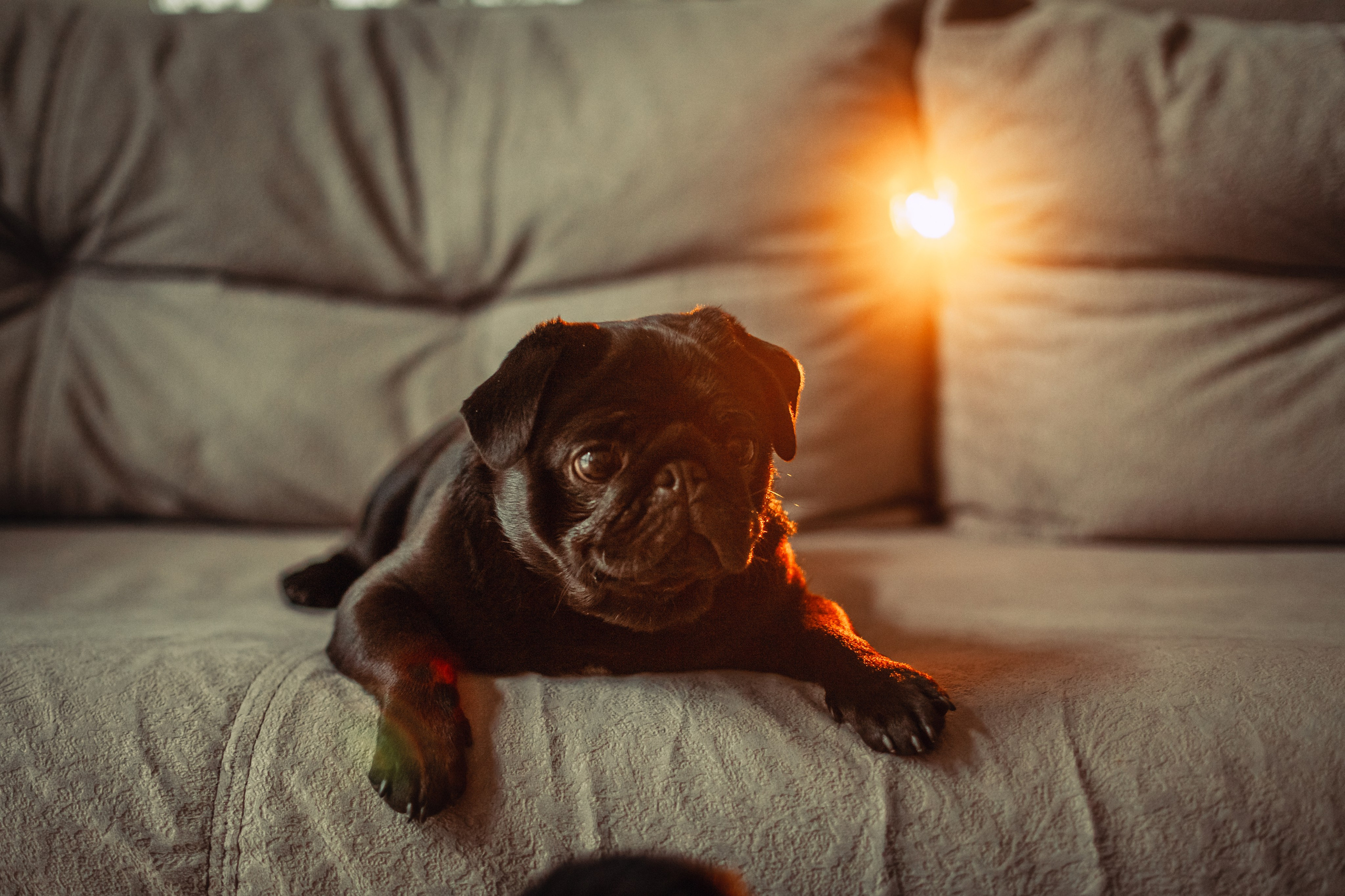 Оля, Харви, Луис. Фотограф-анималист Татьяна Степанова