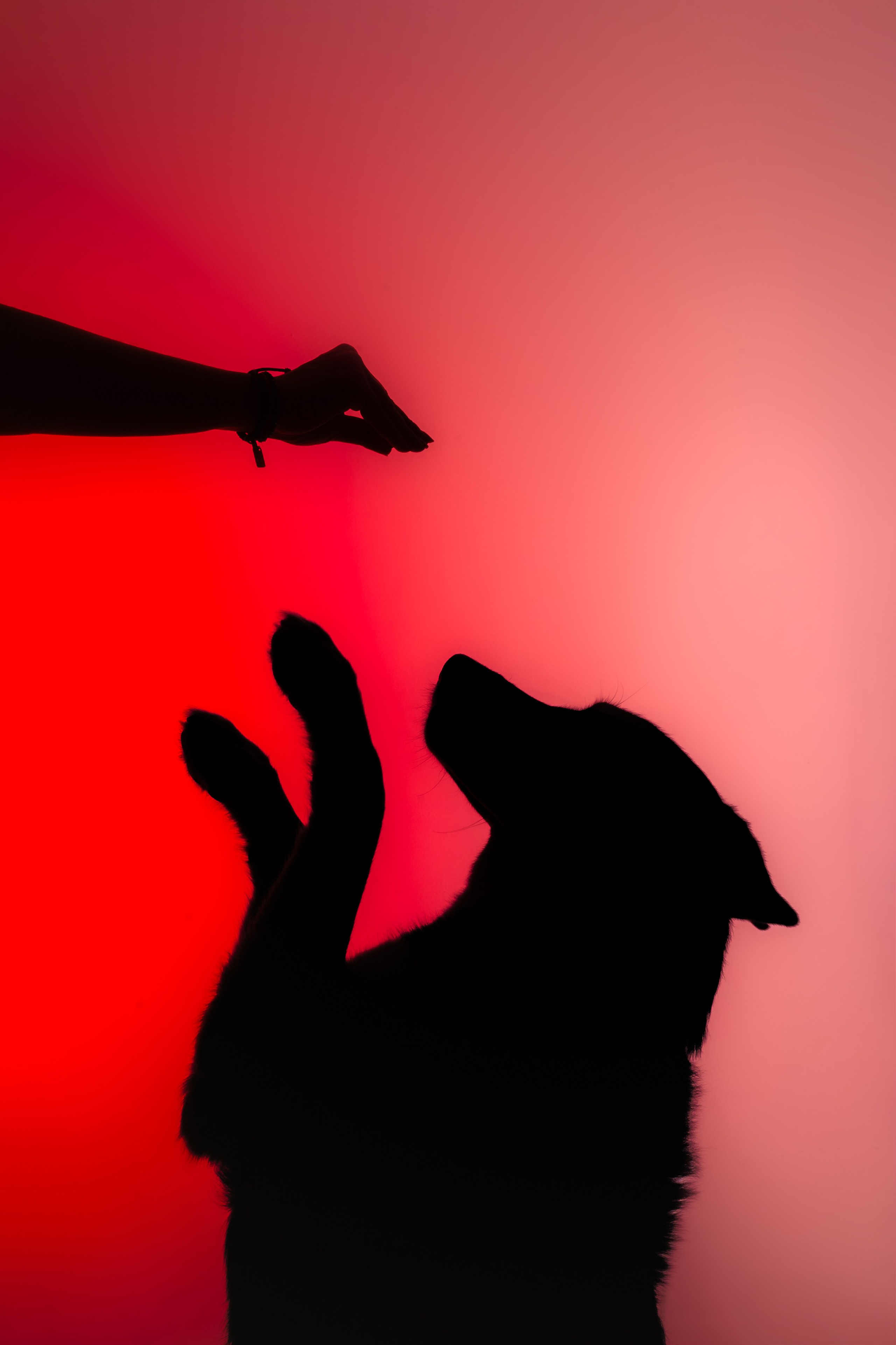 Студийная фотосессия с цветным светом. Фотограф-анималист Татьяна Степанова