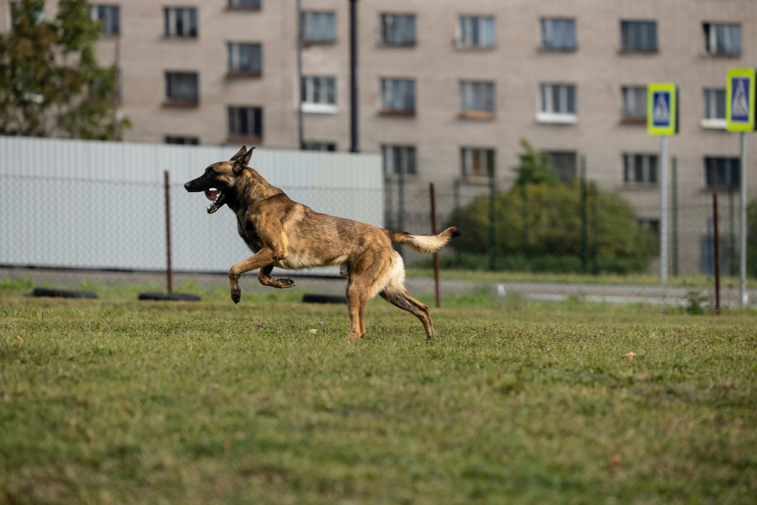 Испытания по Мондьорингу г. Пушкин. Фотограф-анималист Анна Маринич