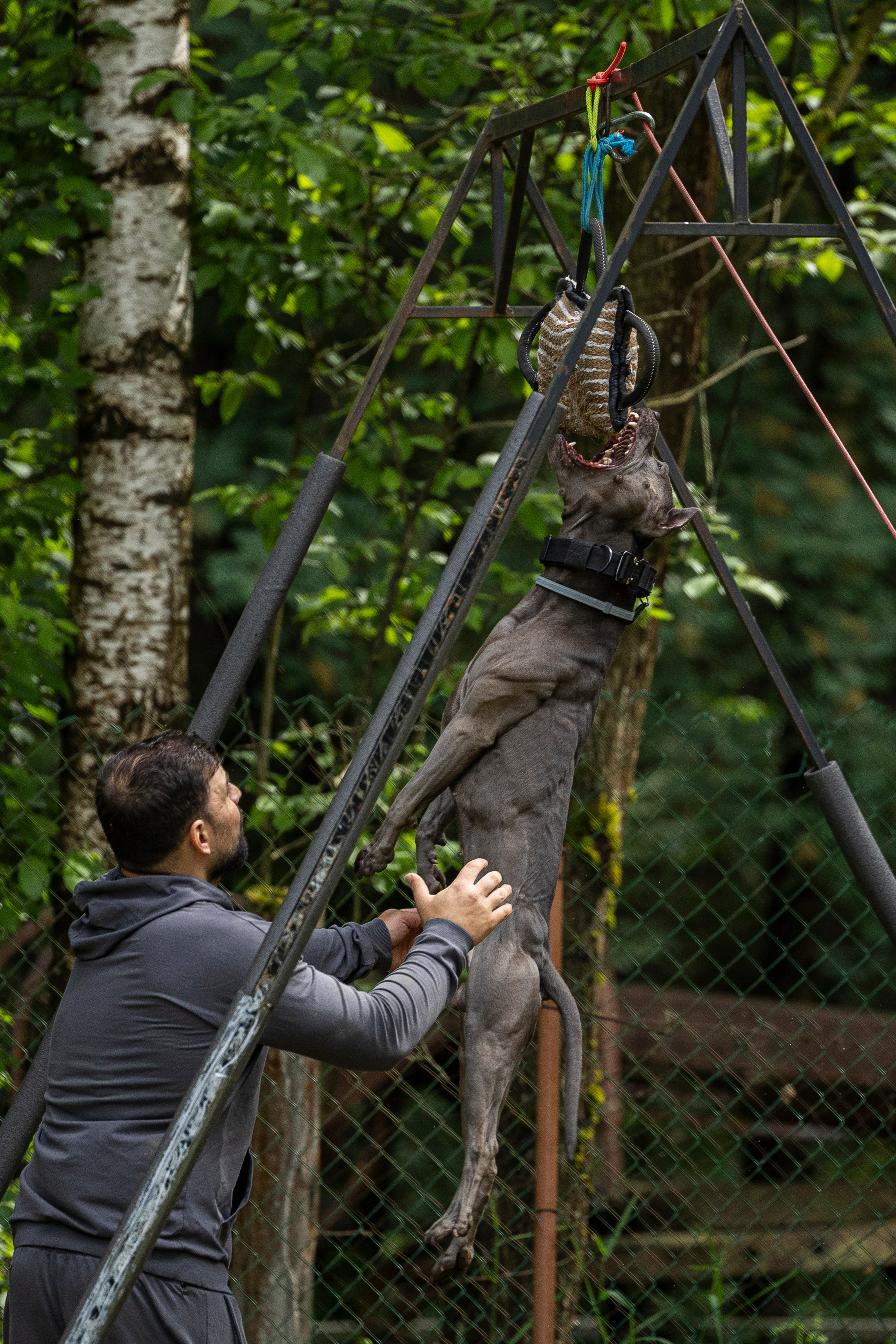 Пит-стафф многоборье. Фотограф-анималист Анна Маринич