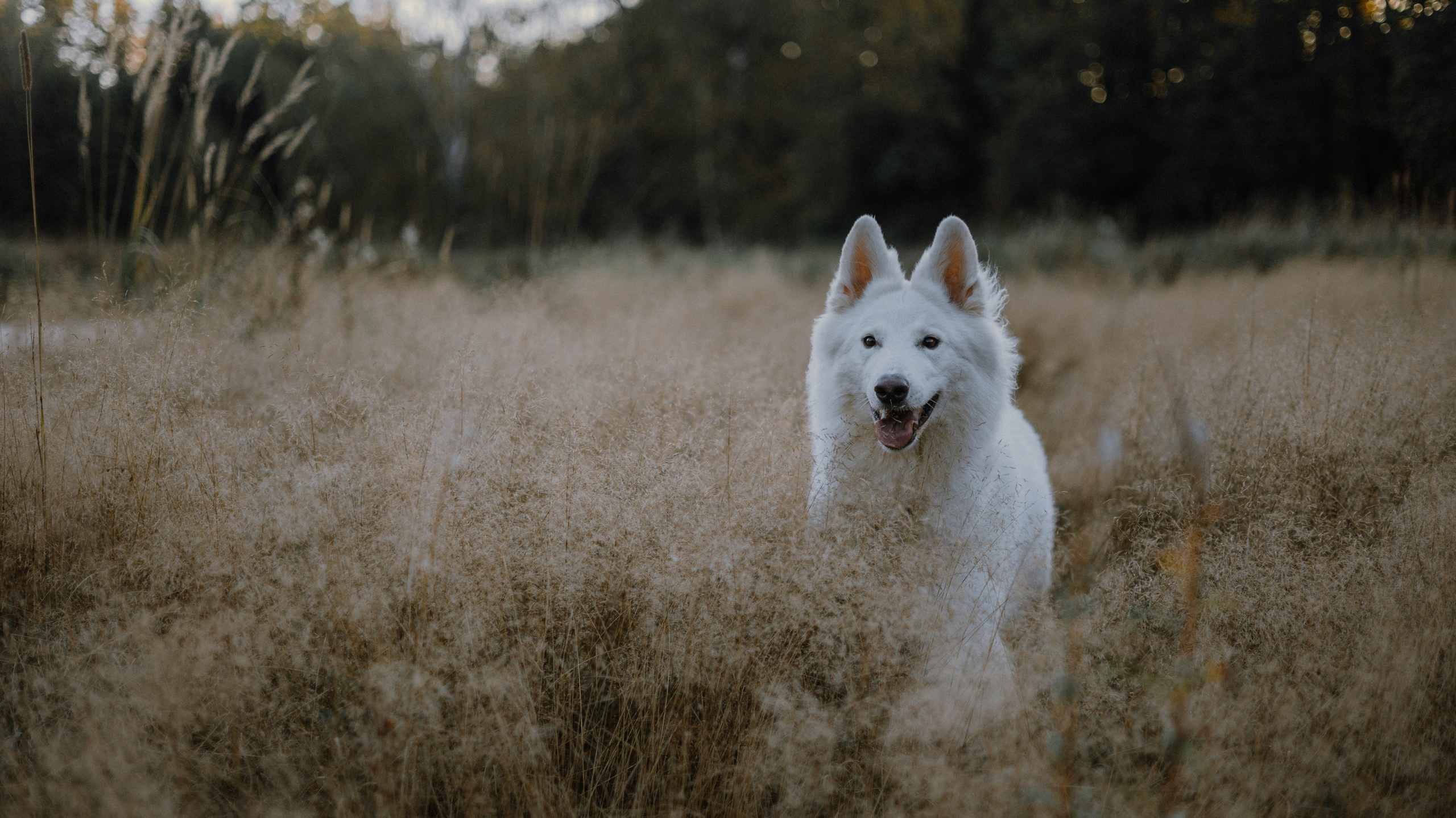 Вика и Уля. Фотограф-анималист Богданова Полина