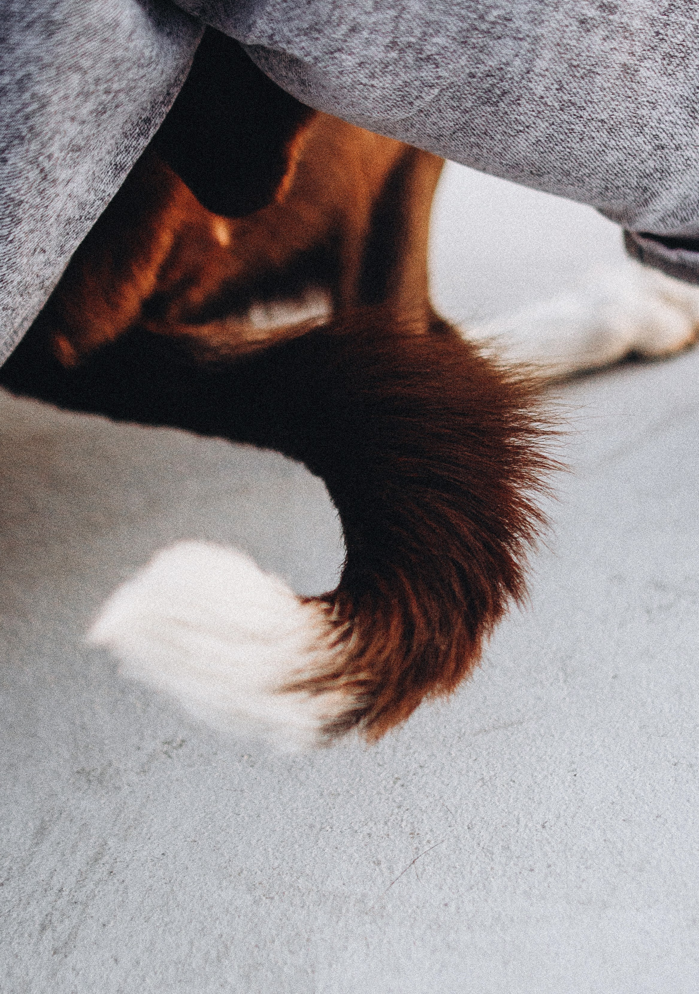 Вика и Эсса. Фотограф-анималист Богданова Полина