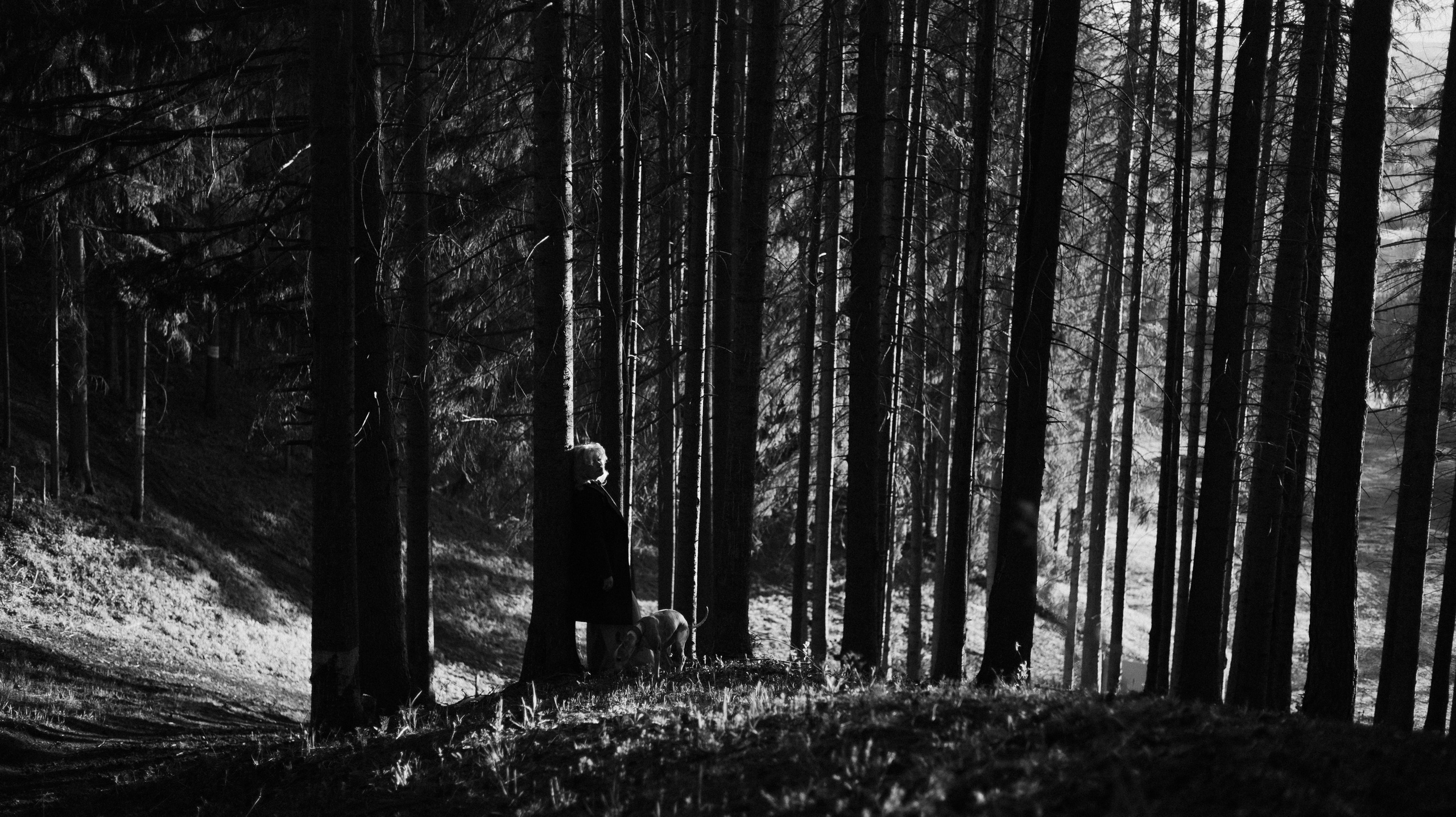 Вика, Джем и Белла. Фотограф-анималист Богданова Полина