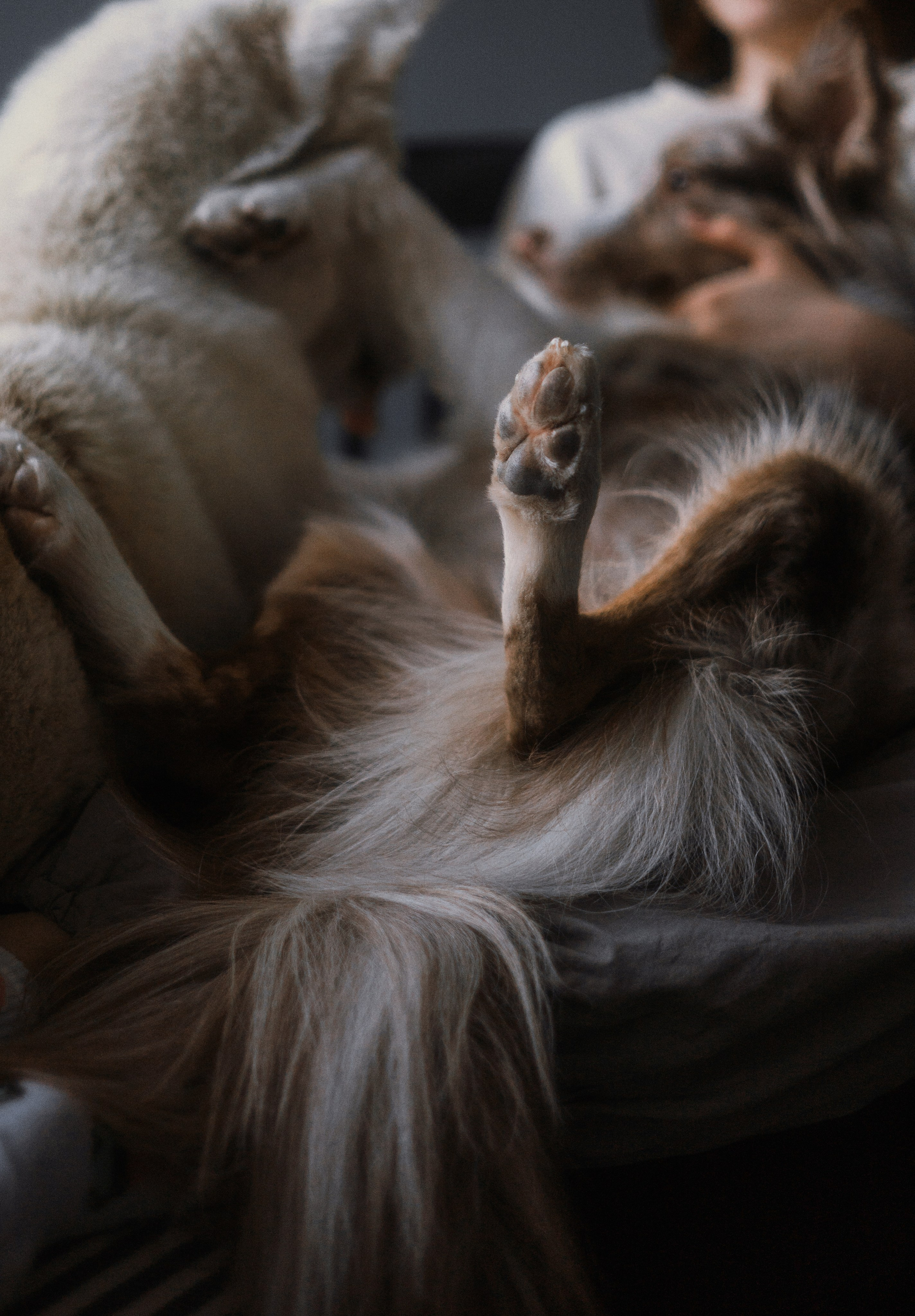 Аня, Дэймон и Грэй. Фотограф-анималист Богданова Полина