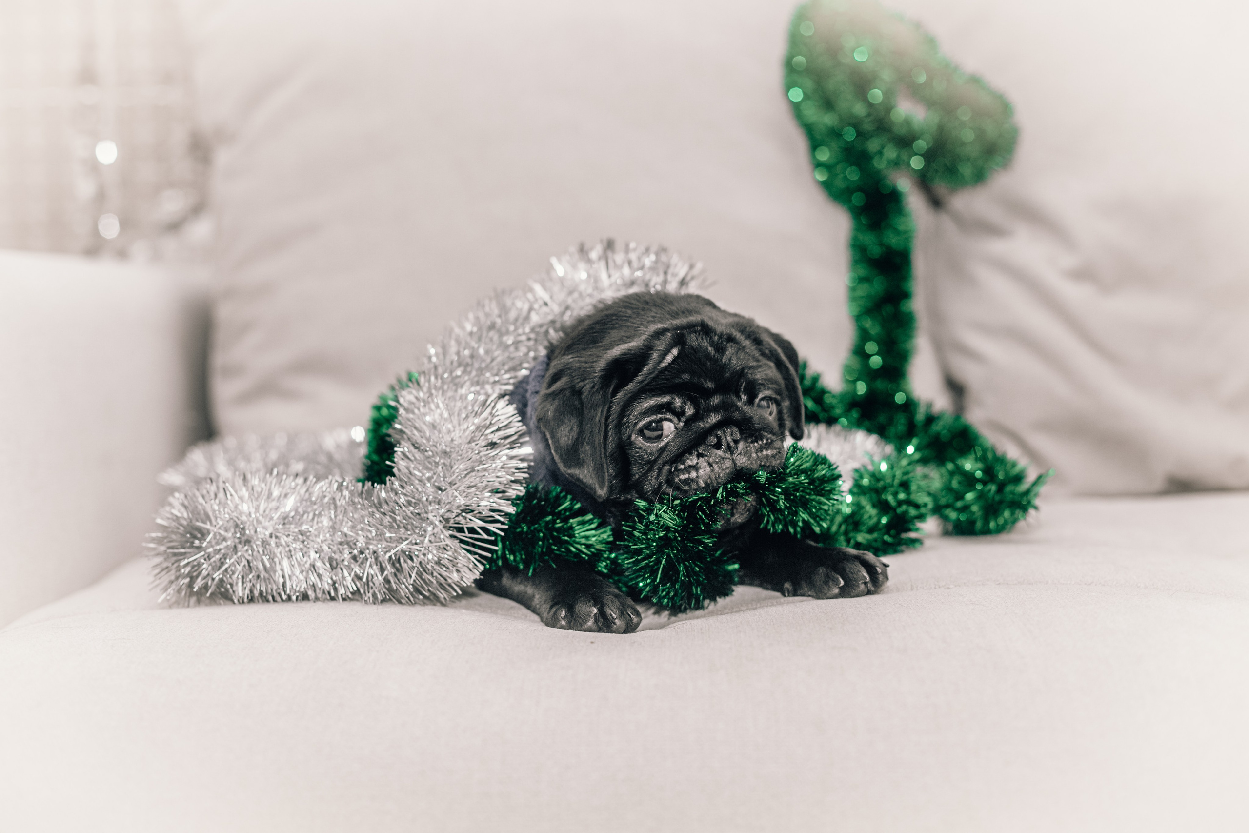 Домашняя фотосессия Оли и двух ее мопсов. Фотограф-анималист Татьяна Степанова