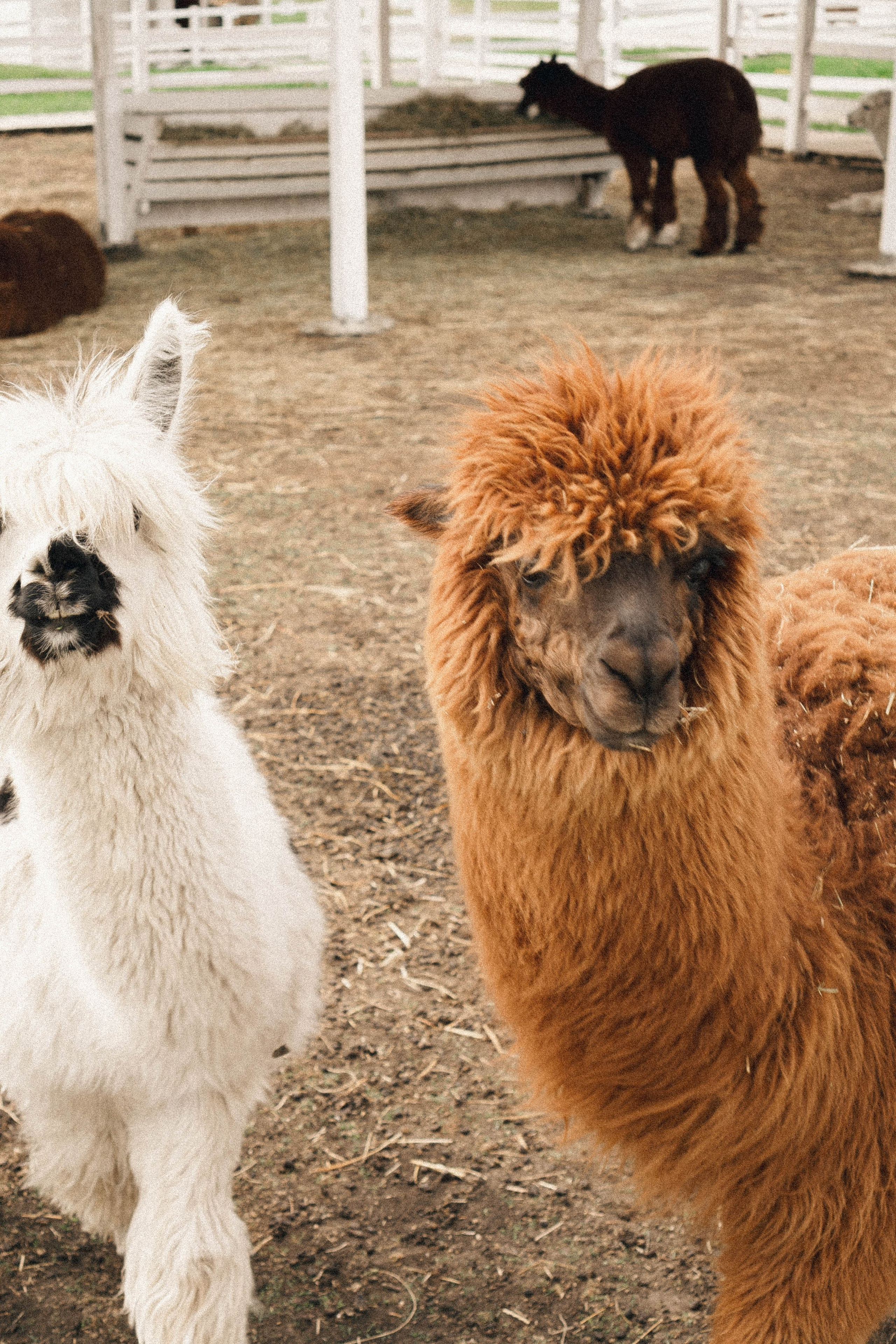 Ферма Альпак. Профессиональный фотограф, Санкт-Петербург — Виктория Богомолова