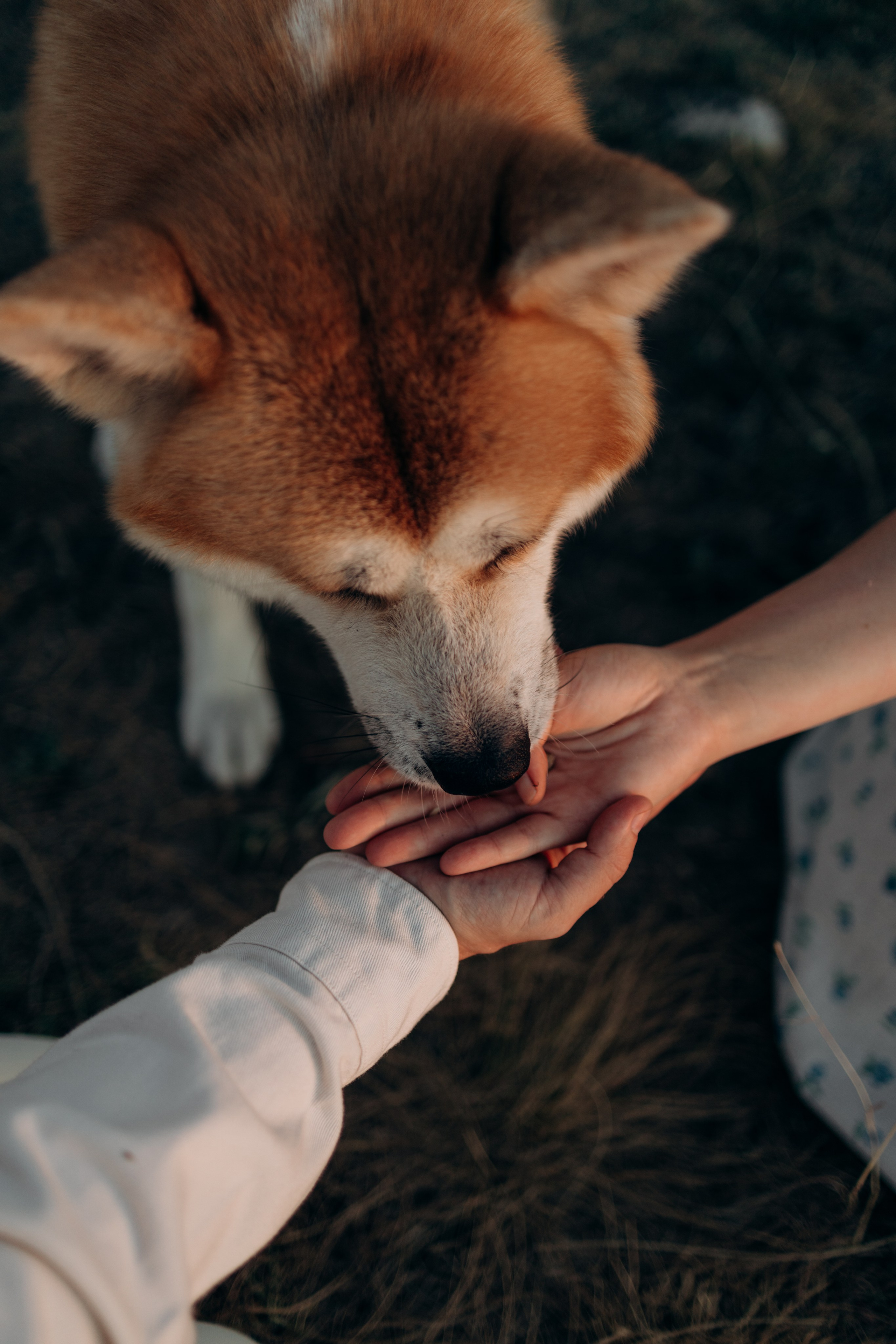 Надя, Илья и Танджи. Майорова Валерия Фотограф Ставрополь
