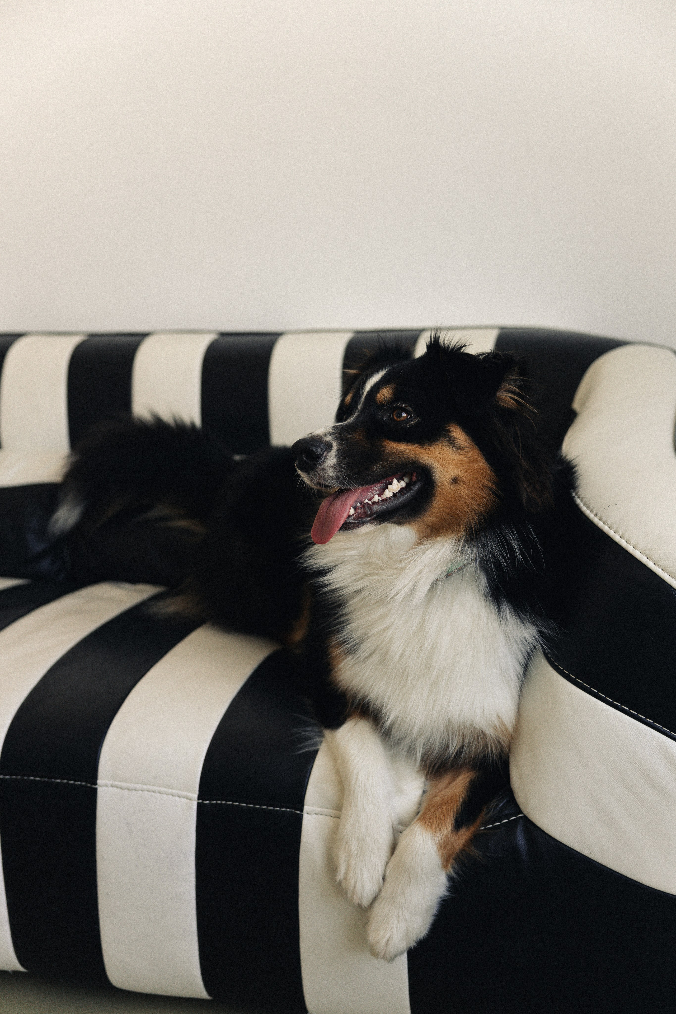 Любовь и хвост. Майорова Валерия Фотограф Ставрополь