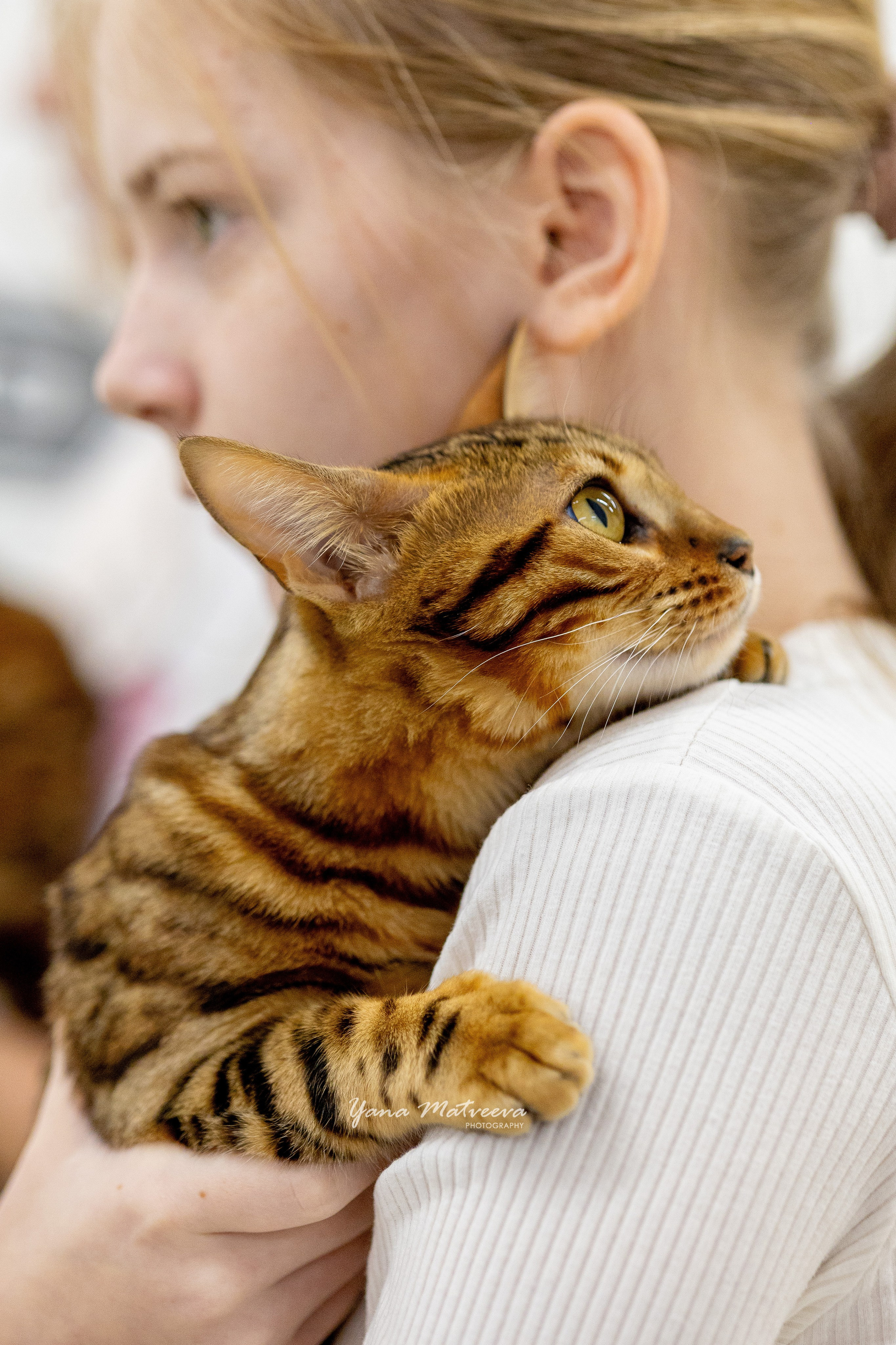 Кошки. Фотограф Яна Матвеева в Ижевске