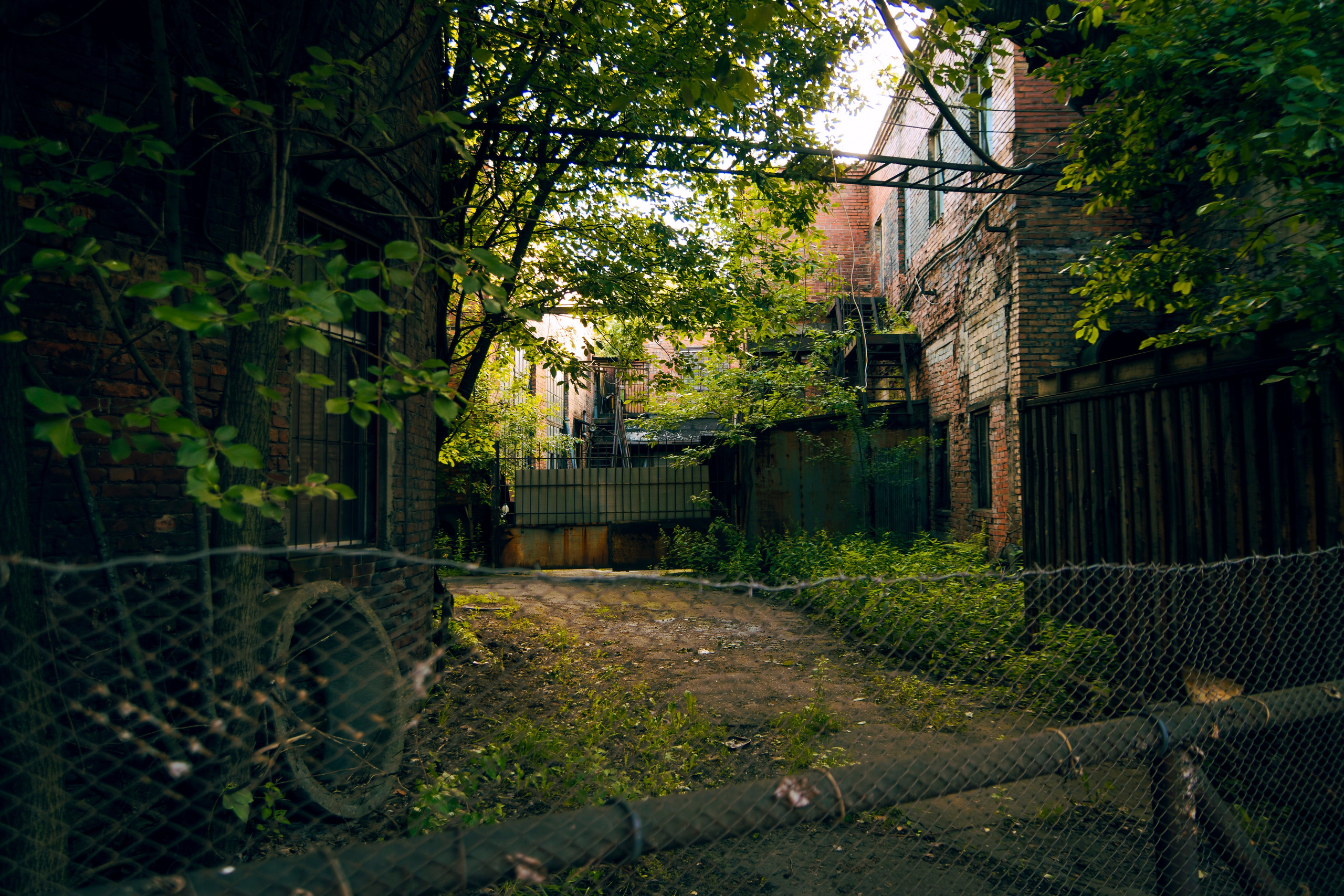 Из наблюдений. Плак или Квак