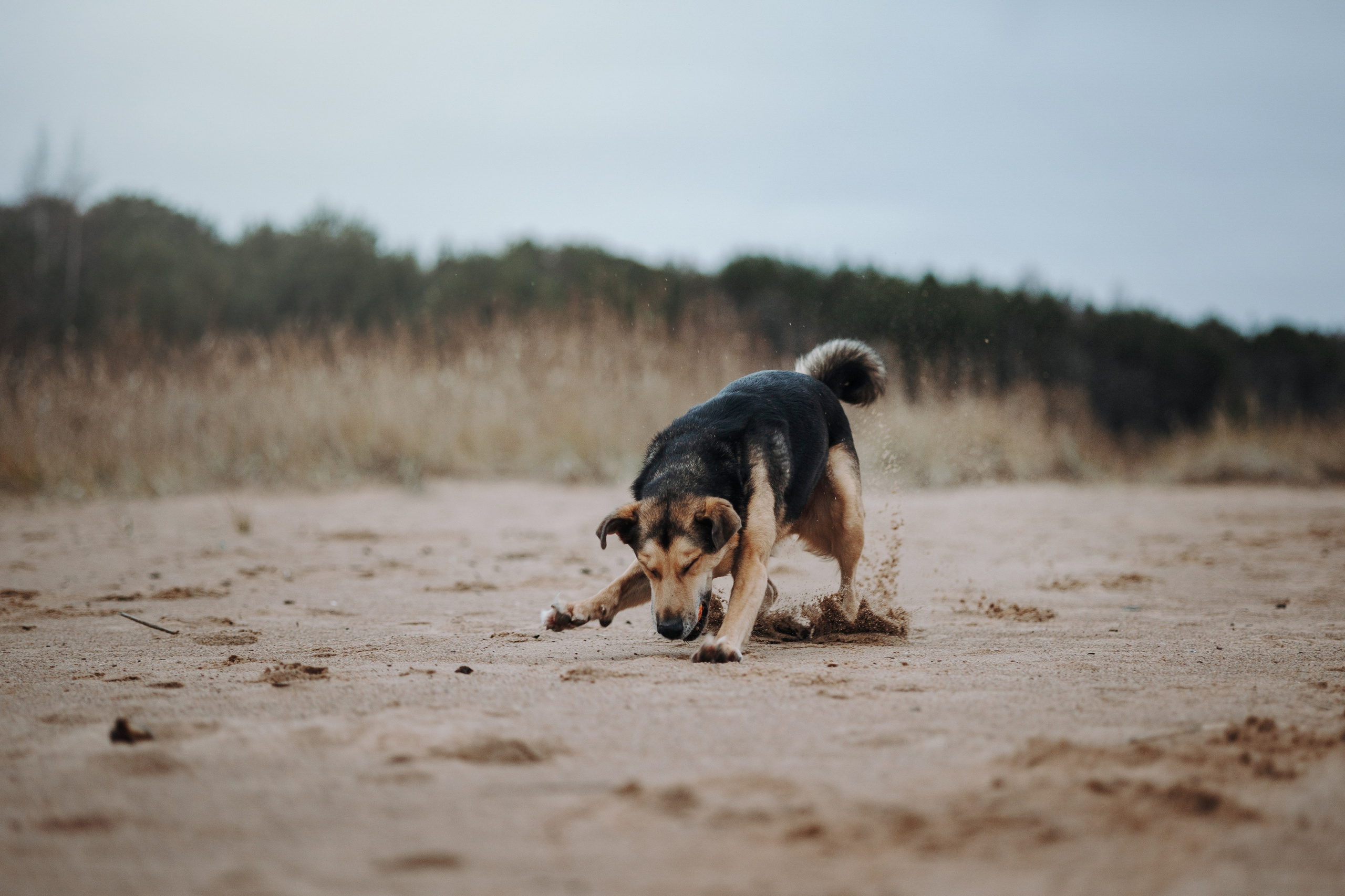 Наталья и Того. Фотограф — Анималист | Санкт-Петербург