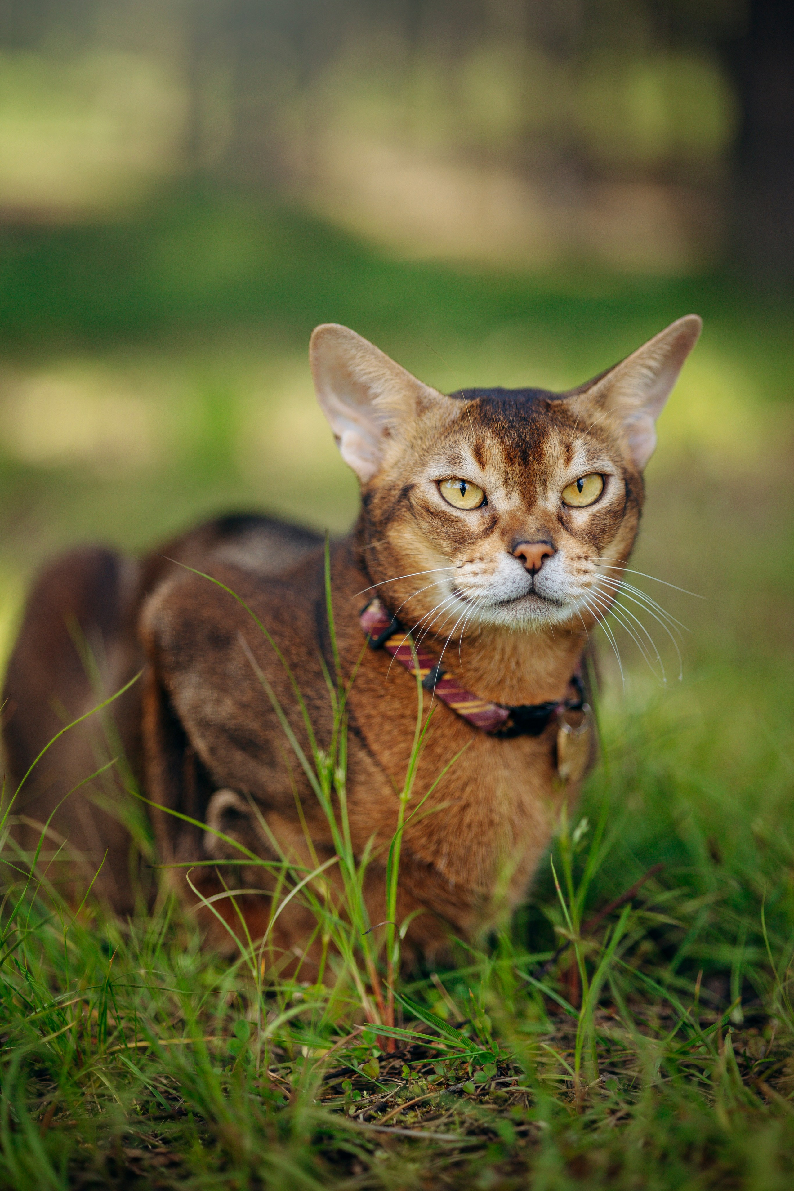 Котофеи и их семья. Фотограф — Анималист | Санкт-Петербург