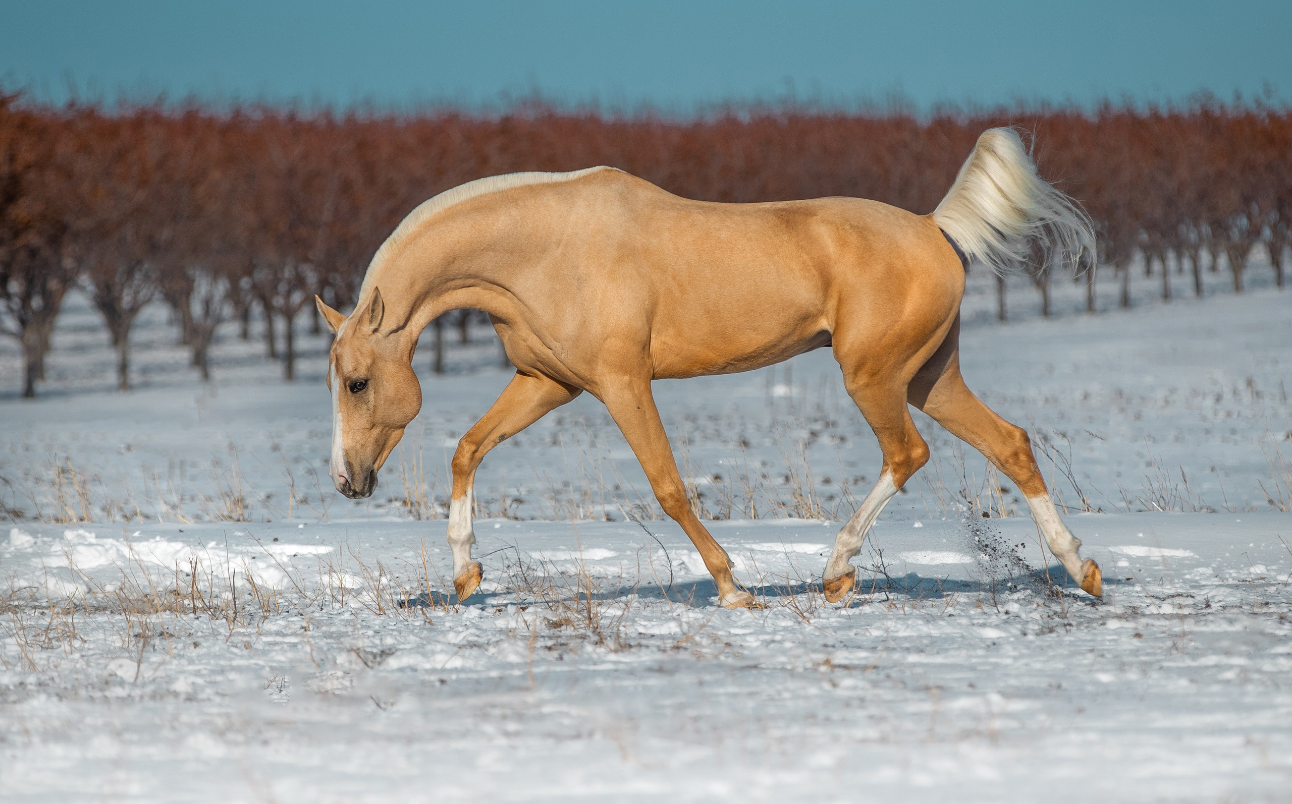 В движении. Фотограф-анималист Ксендзова Кристина