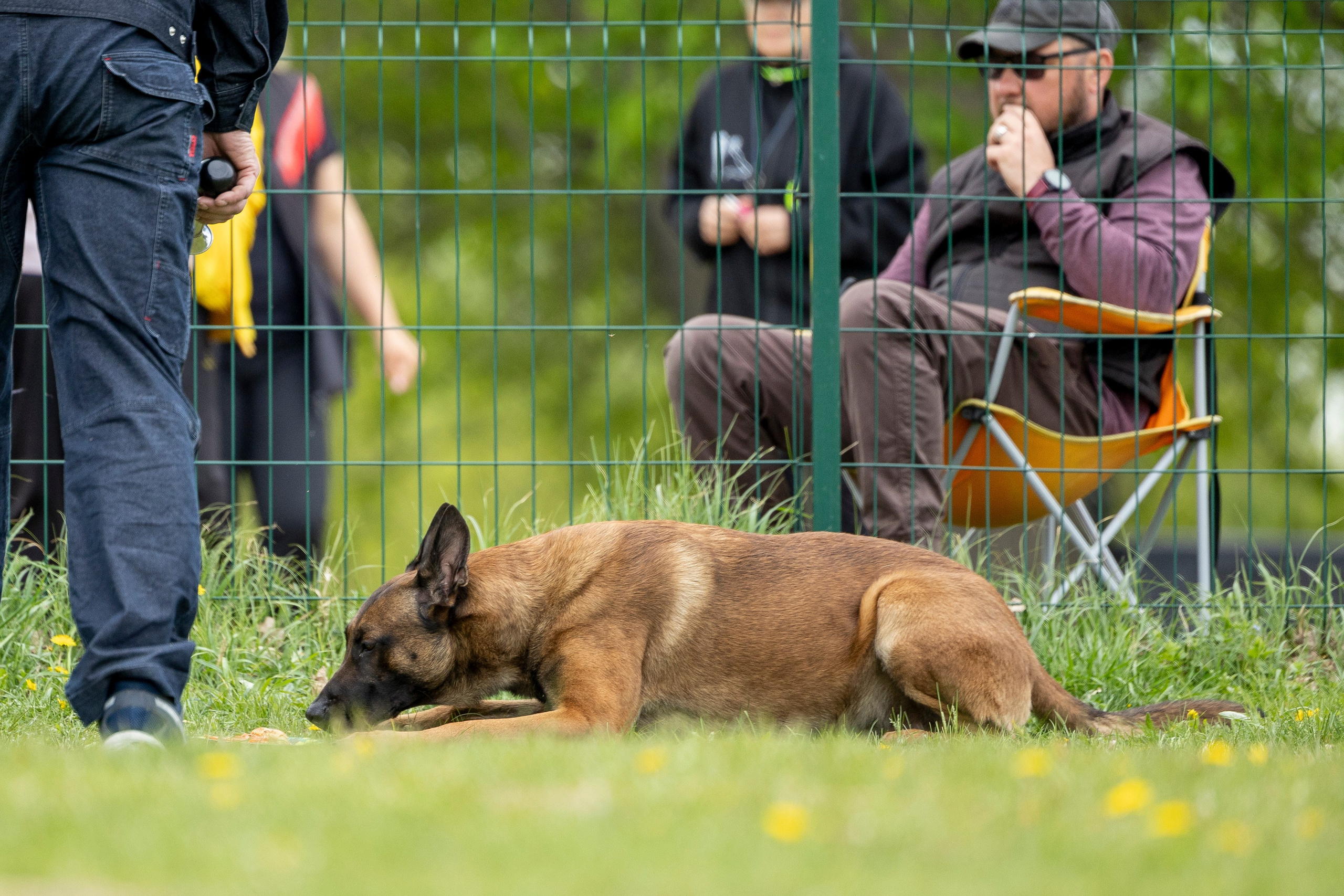 Испытания по мондьорингу в Нижнем Новгороде. Фотограф-анималист Анна Маринич