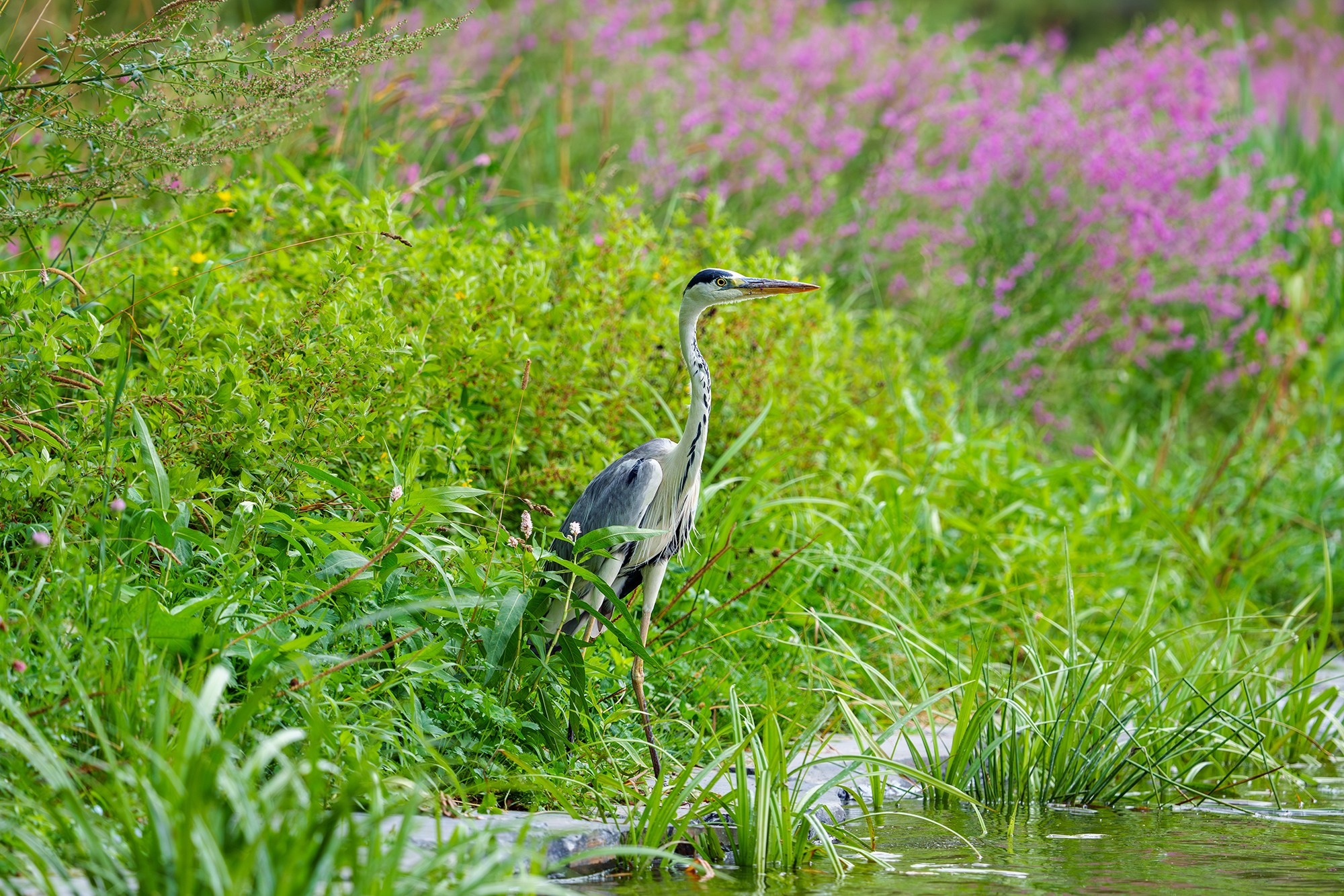 Удивительные мир птиц. Вокруг нас столько прекрасного — присмотритесь!. Ваш личный фотограф Марина Волкова
