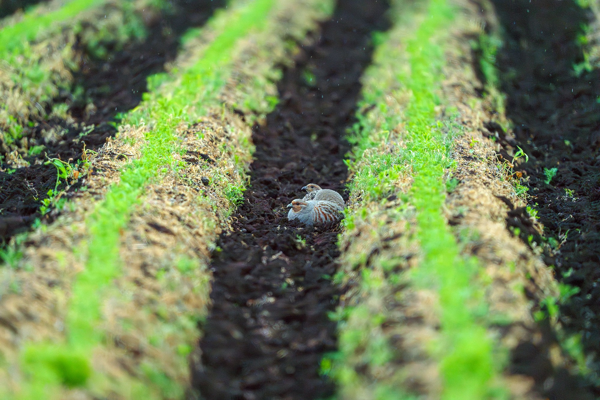 Удивительные мир птиц. Вокруг нас столько прекрасного — присмотритесь!. Ваш личный фотограф Марина Волкова