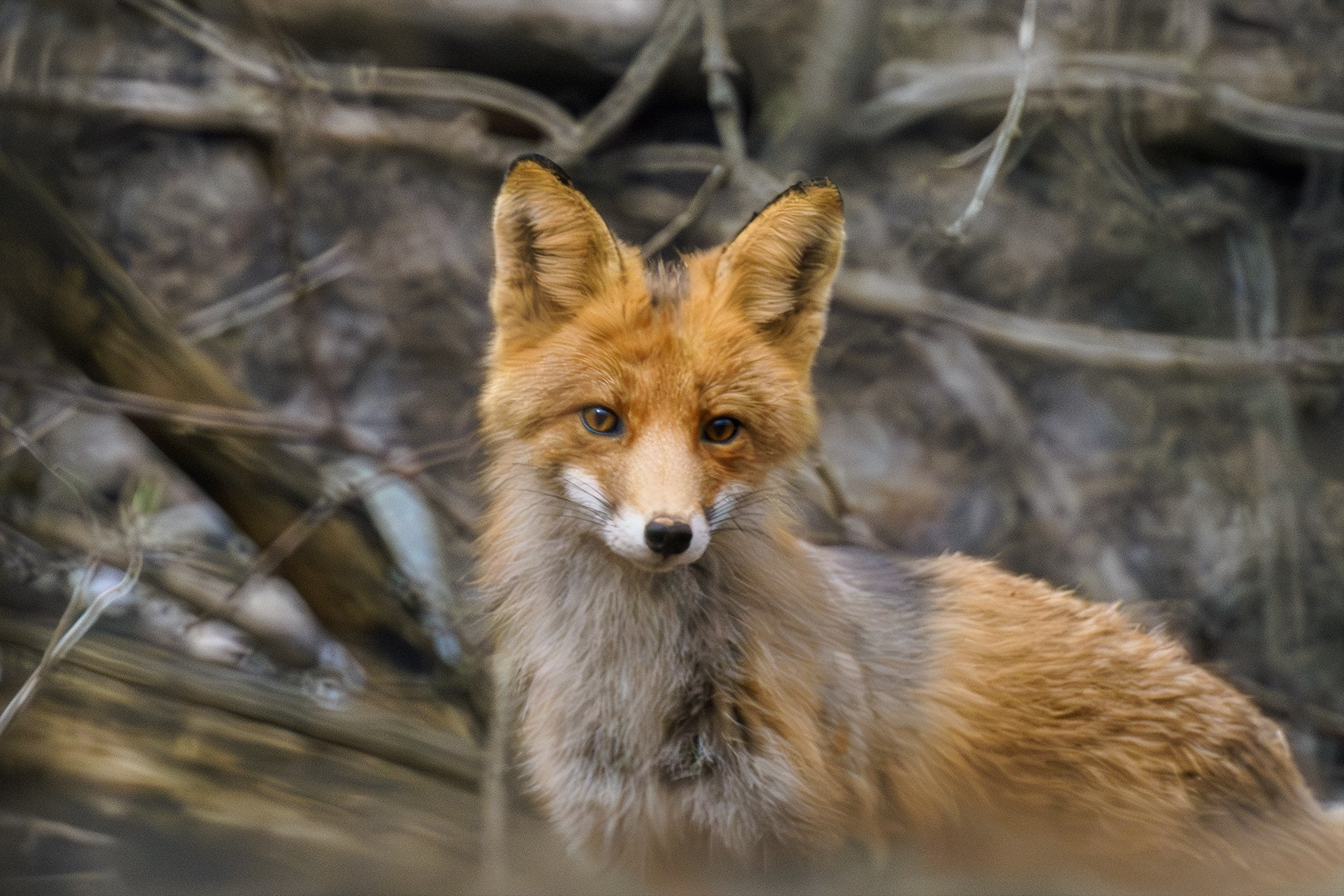 Животные. Ваш личный фотограф Марина Волкова