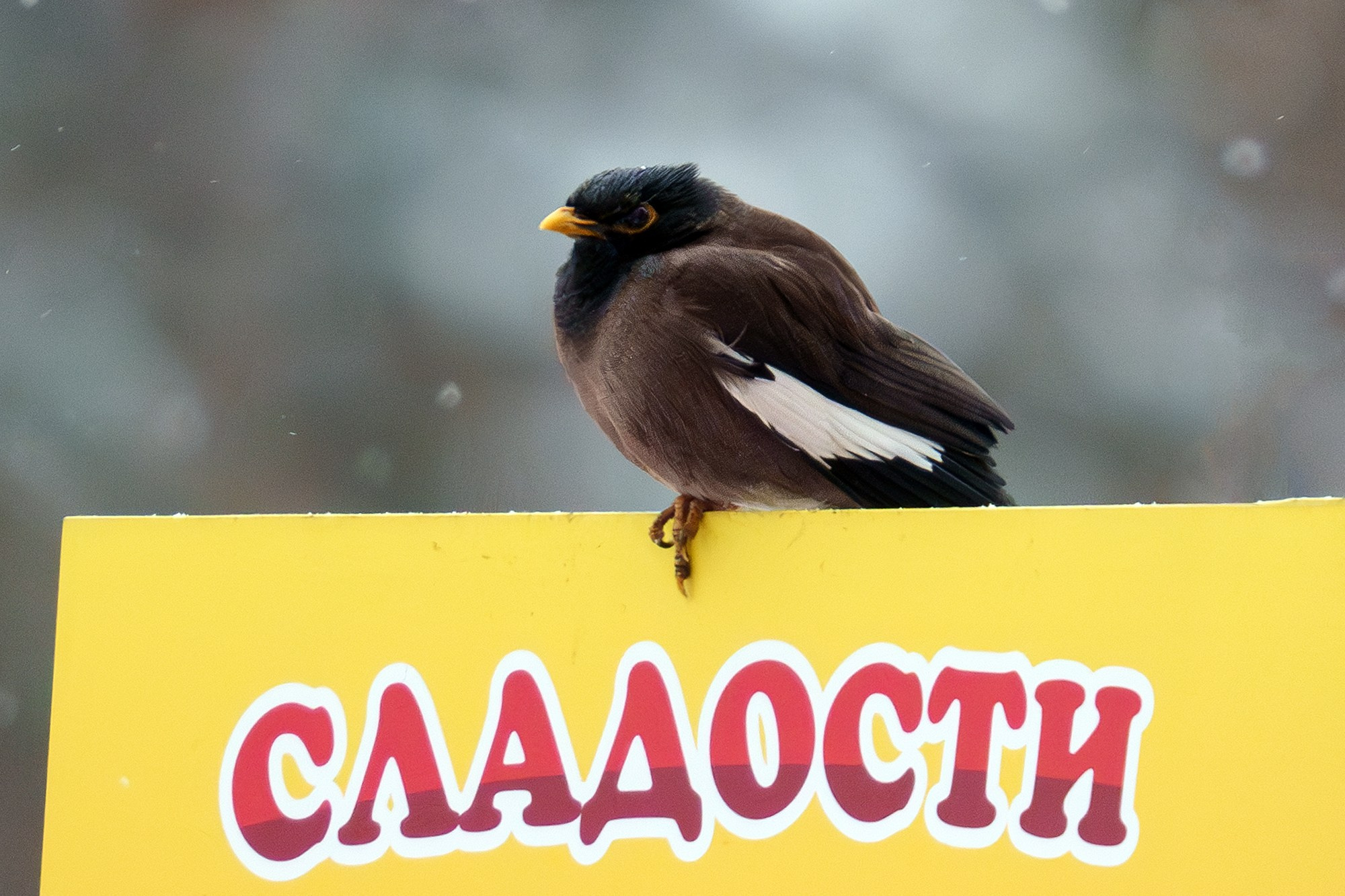 Удивительные мир птиц. Вокруг нас столько прекрасного — присмотритесь!. Ваш личный фотограф Марина Волкова