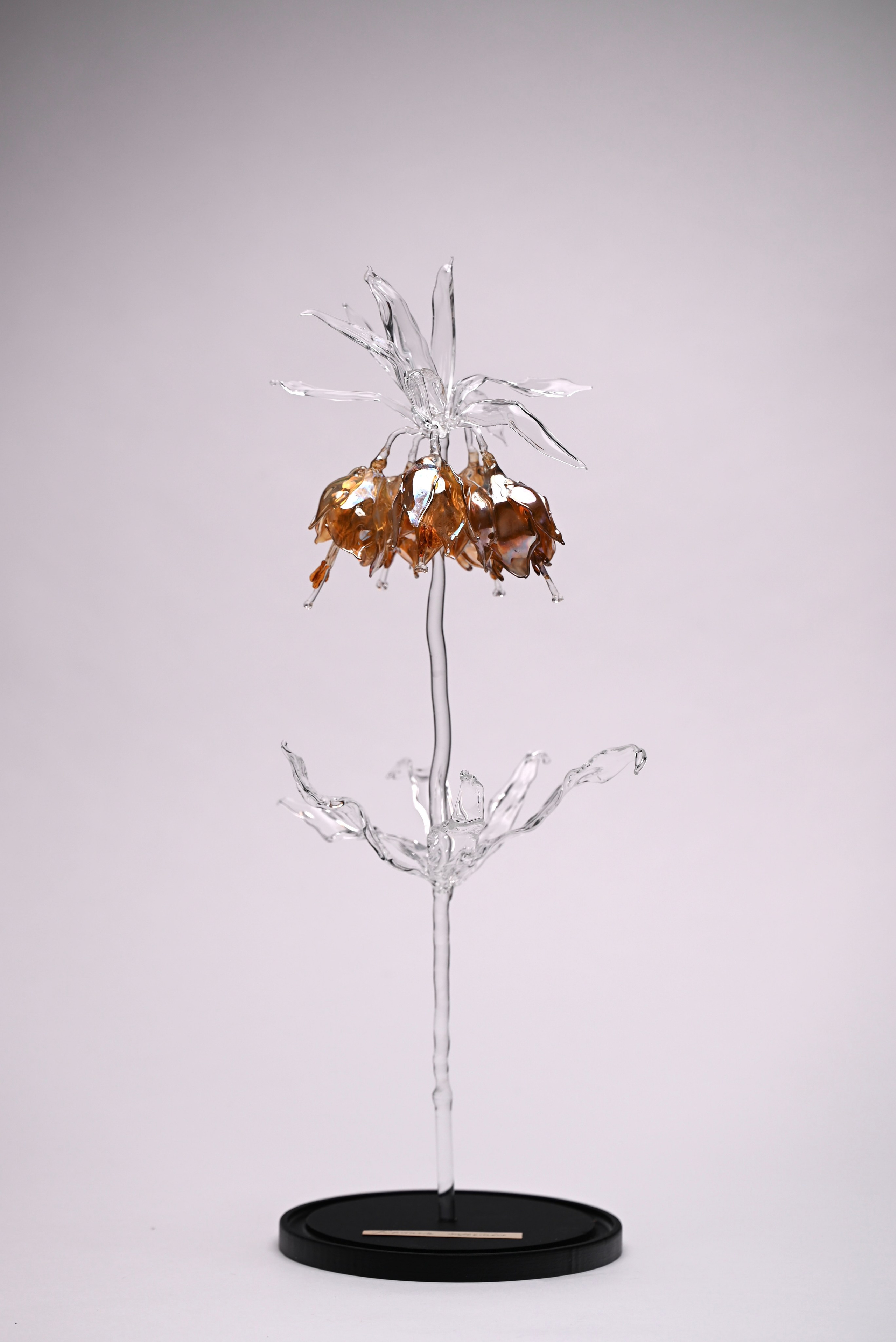 Рябчик императорский. Боросиликатное стекло, лэмпворк, дымление серебром. 53 см. Работа отталкивается от формы Fritillaria imperialis — вертикальный стебель, свисающие колокольчики и верхняя «корона».Прозрачный стебель задаёт каркас. Сверху - тёплый янтарный объём, полученный дымлением серебром: он плотнее, тяжелее, с ощущением текучести.Контраст холодного прозрачного стекла и тёмной насыщенной массы создаёт напряжение. Это не копия растения, а его смещённая, немного деформированная версия.