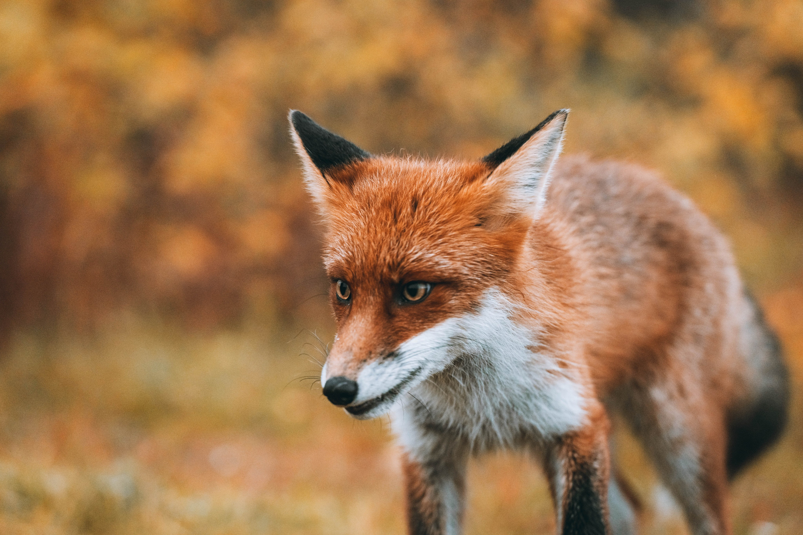 СЕВЕР. Event фотограф Степанова Александра
