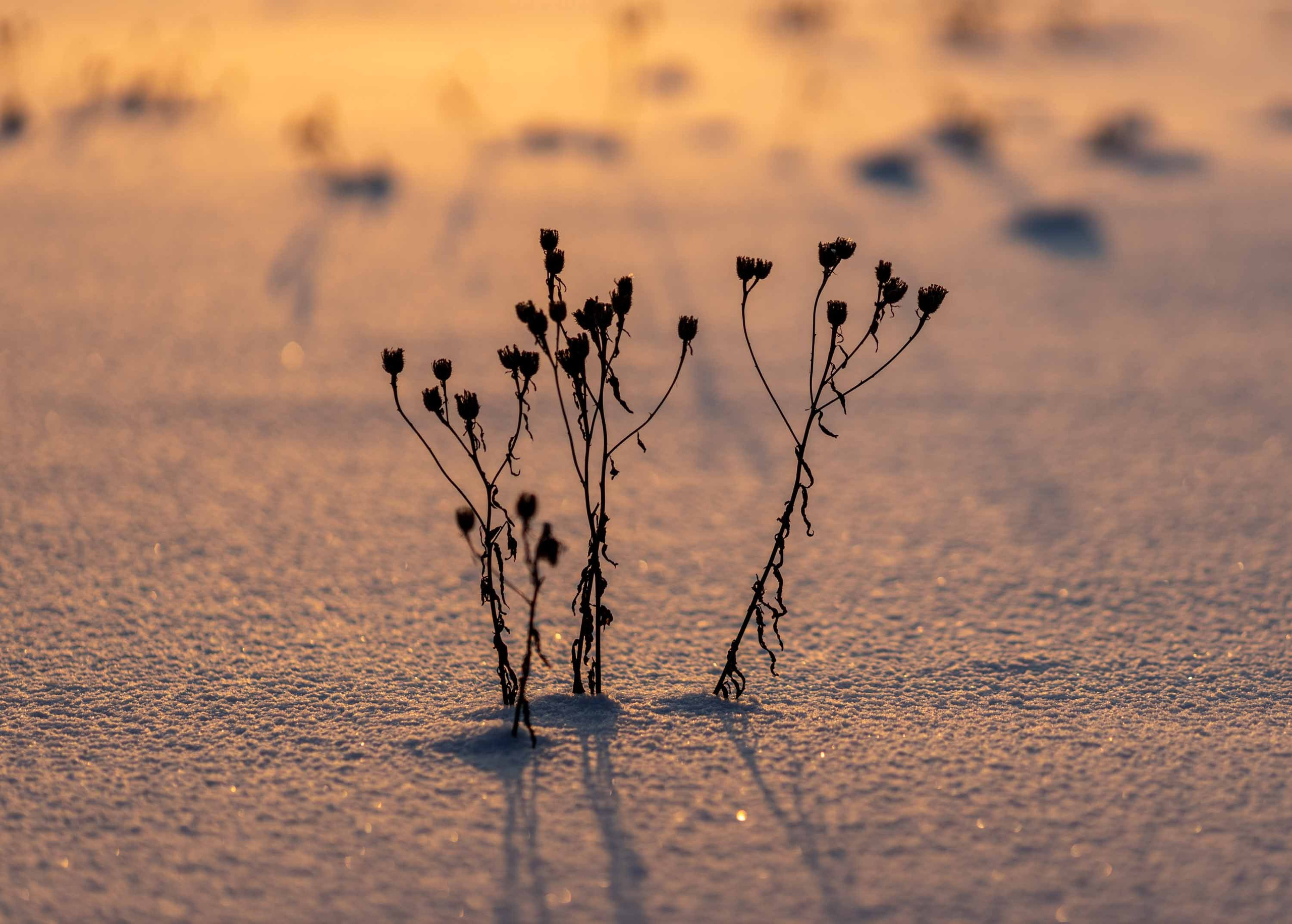 Природные пейзажи. Наталия Клевинскас портретный фотограф в Костроме